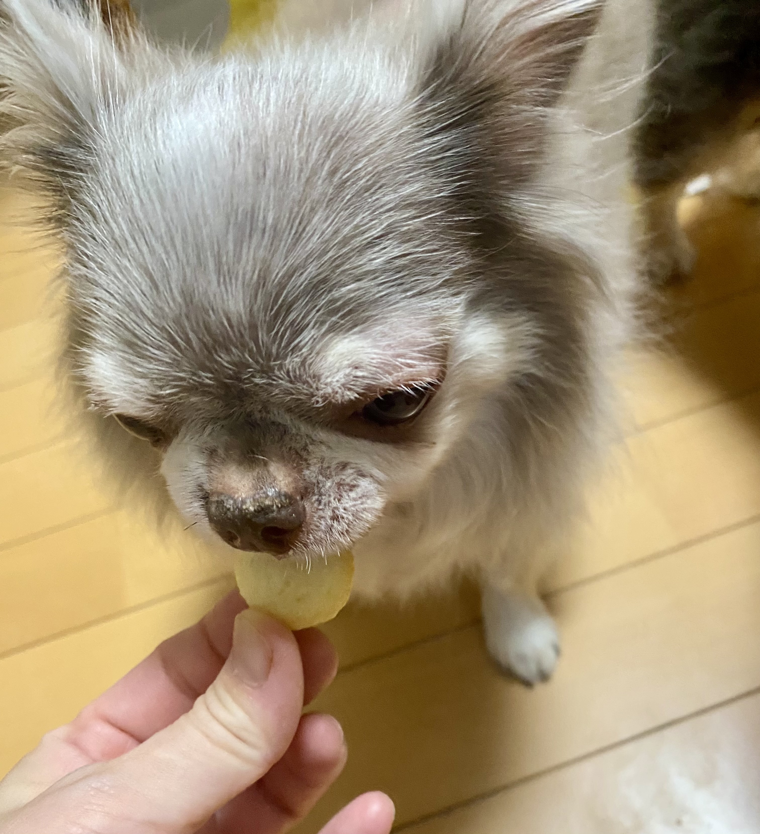 豆乳入りボーロ