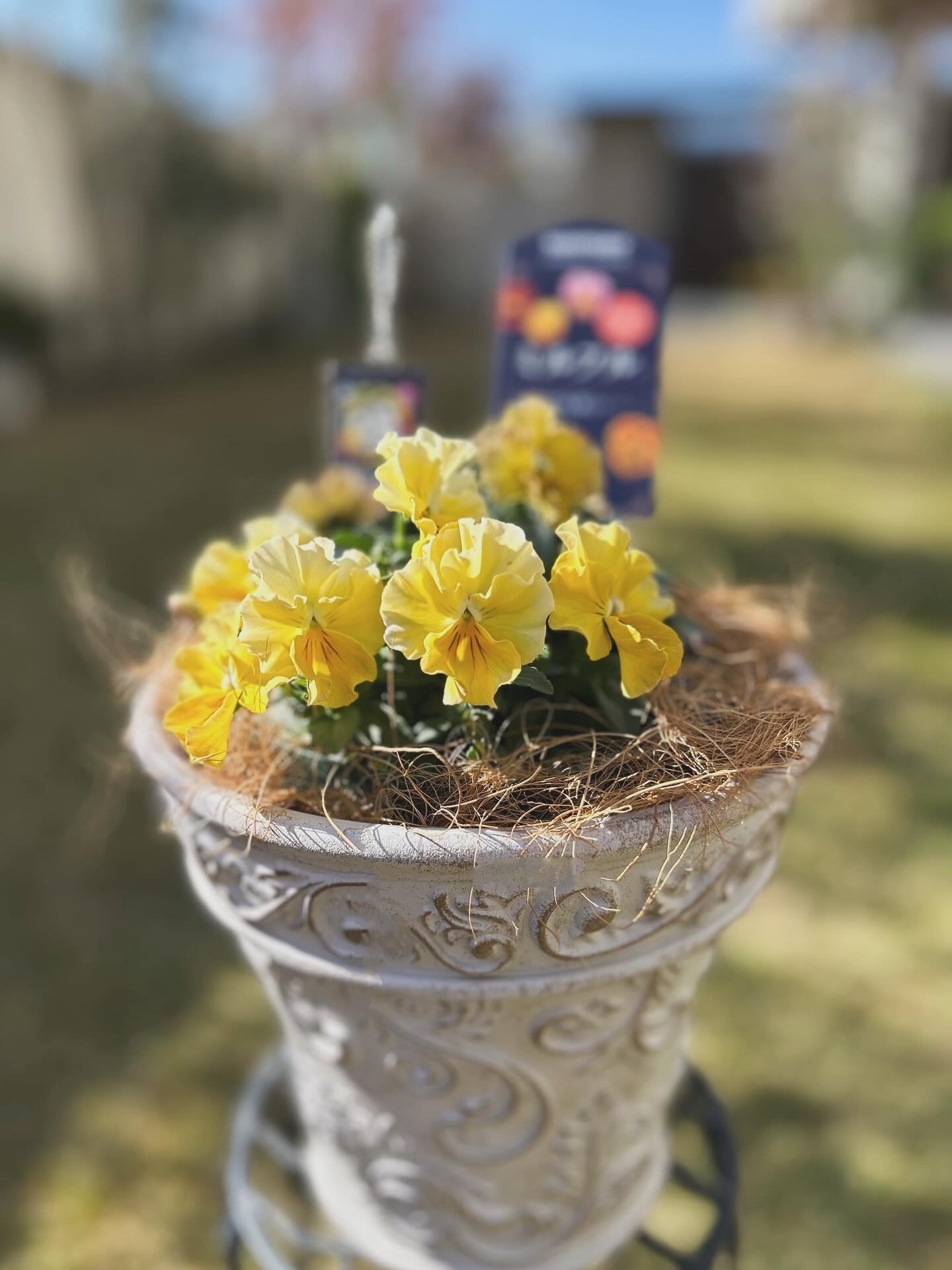 💛ミルフル可愛い💛 | SUNSUNガーデン