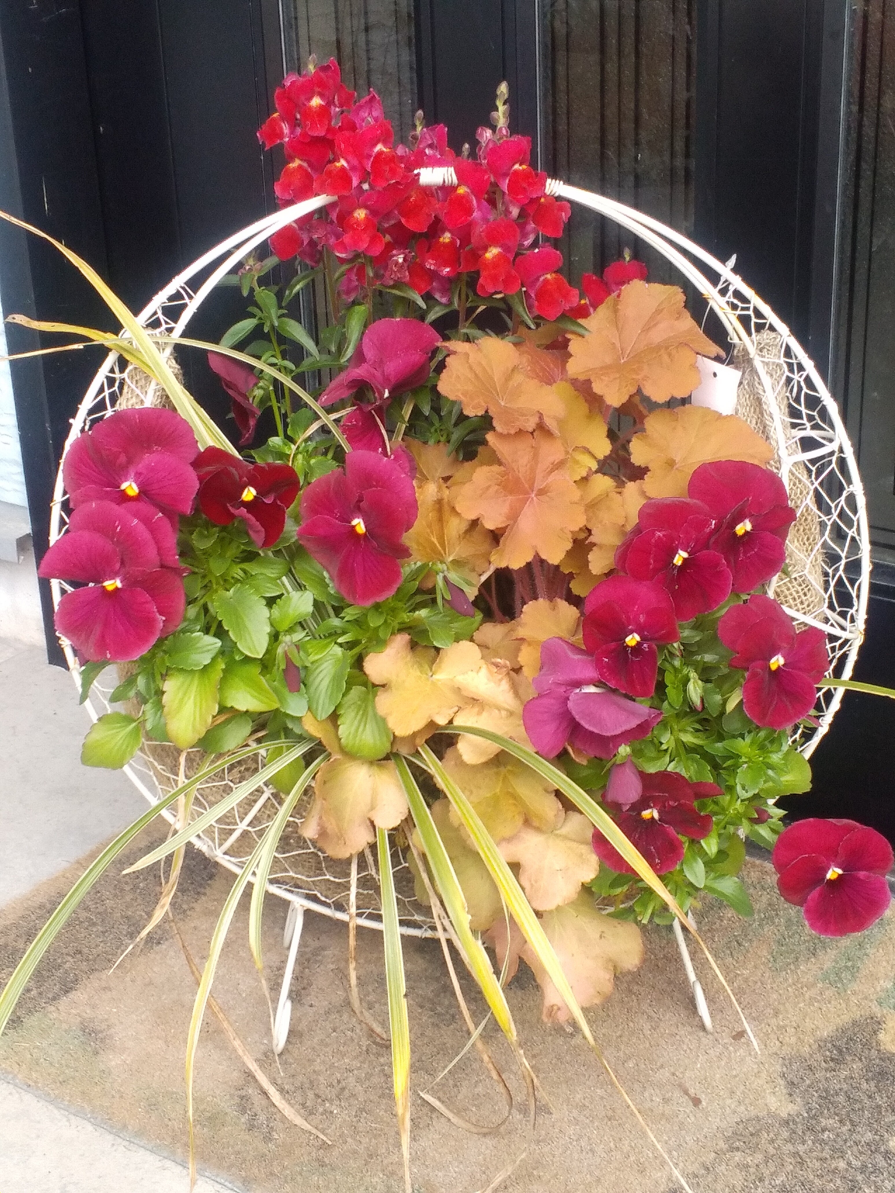 レア、切花品種　紅☆☆　小苗 レア、切花品種 紅 小苗