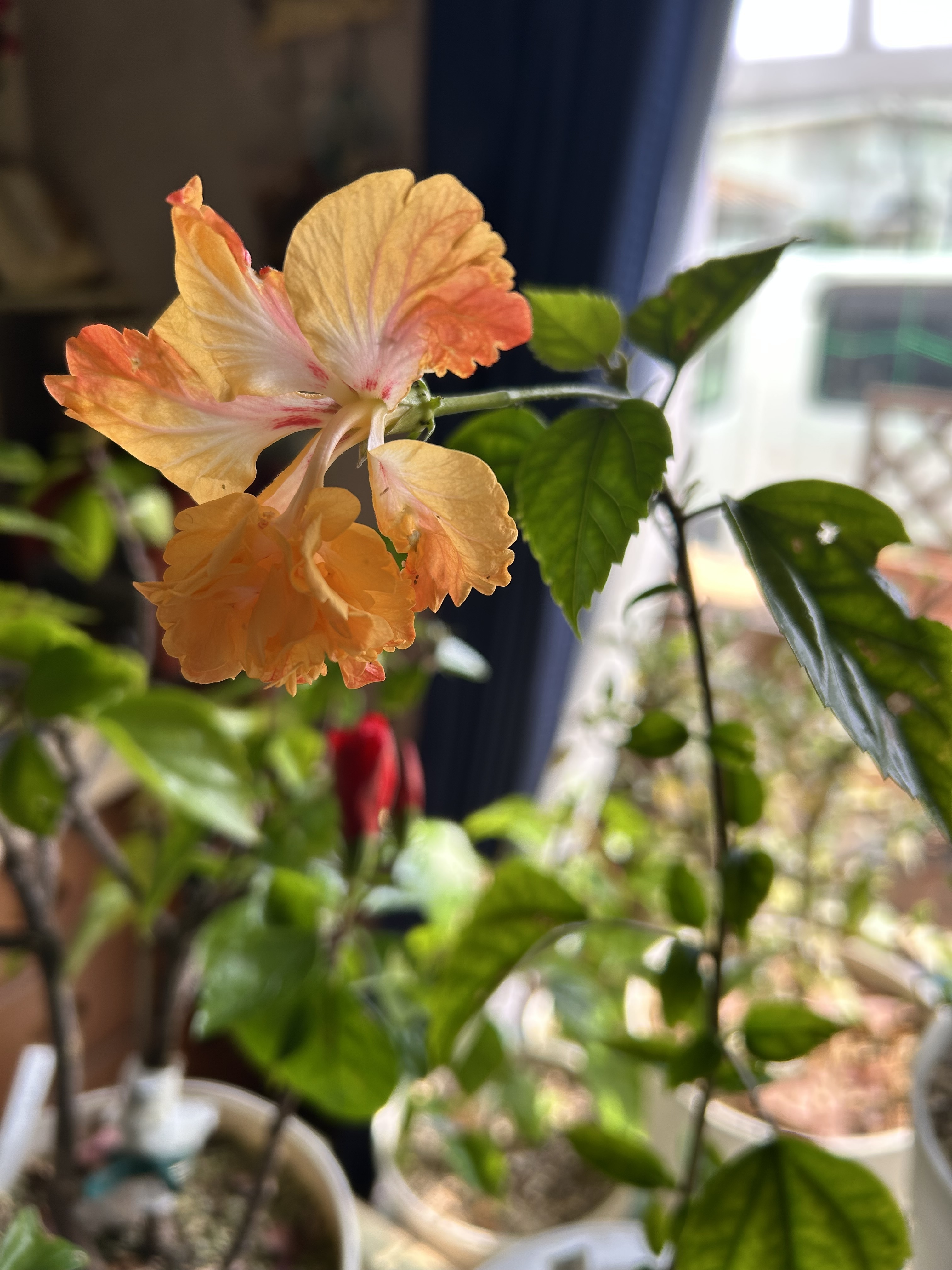 今日のハイビスカス | CAINZ DIY Square