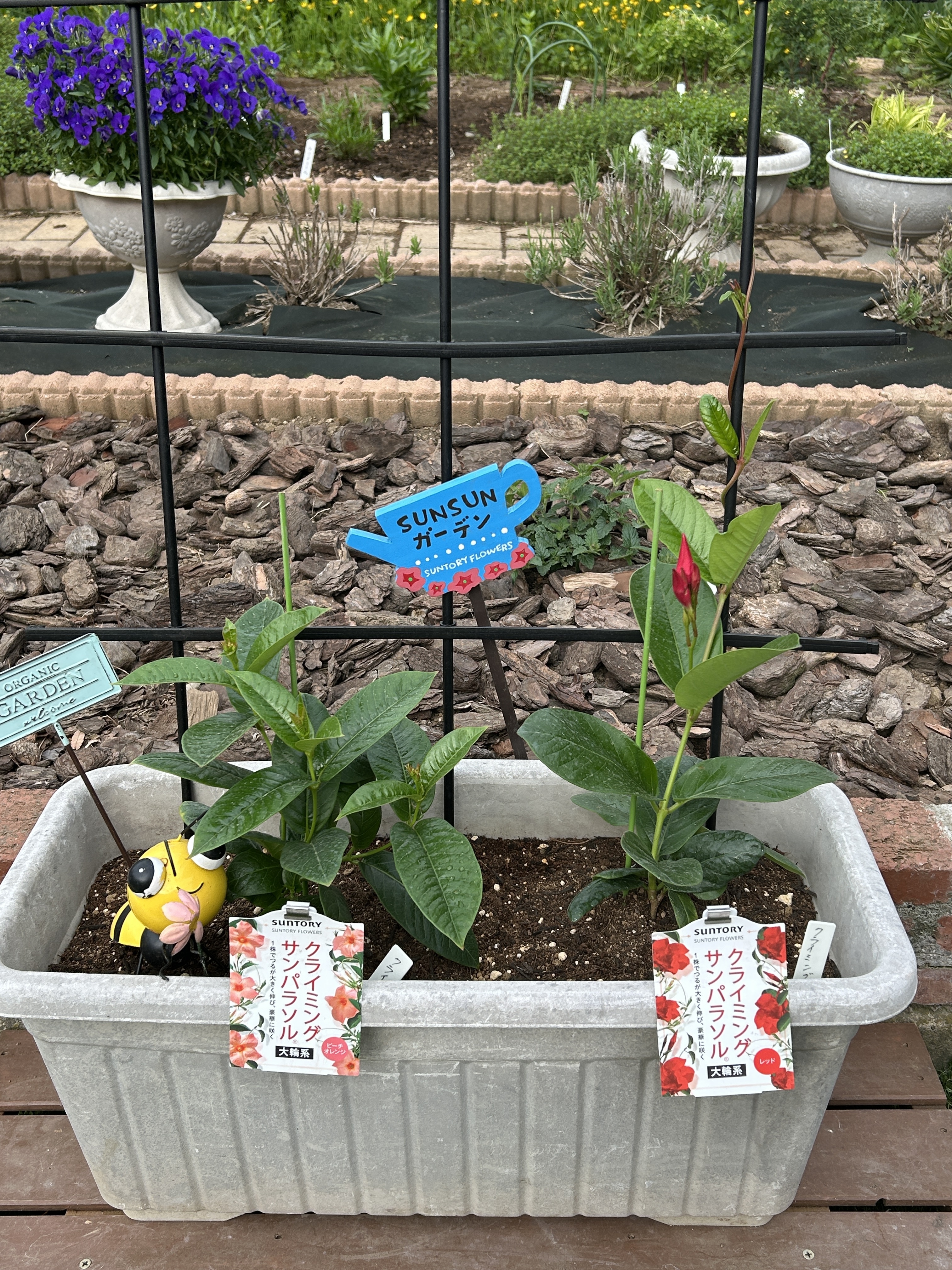 ツルが伸びてきた〜🌱𓂃 𓈒𓏸 | SUNSUNガーデン