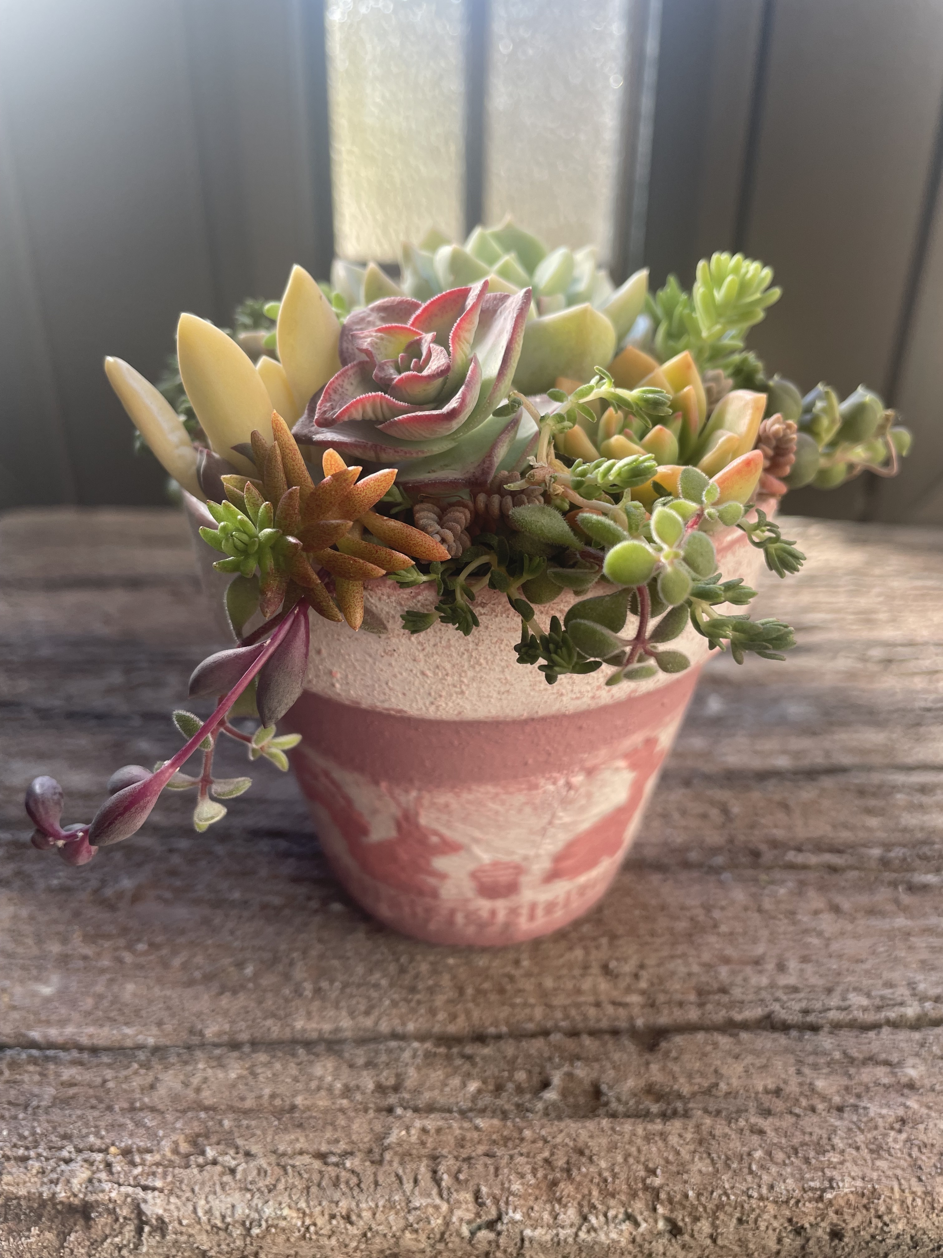 リメイク鉢を作って多肉の寄せ植えをしよう(街ゼミ) | CAINZ DIY Square