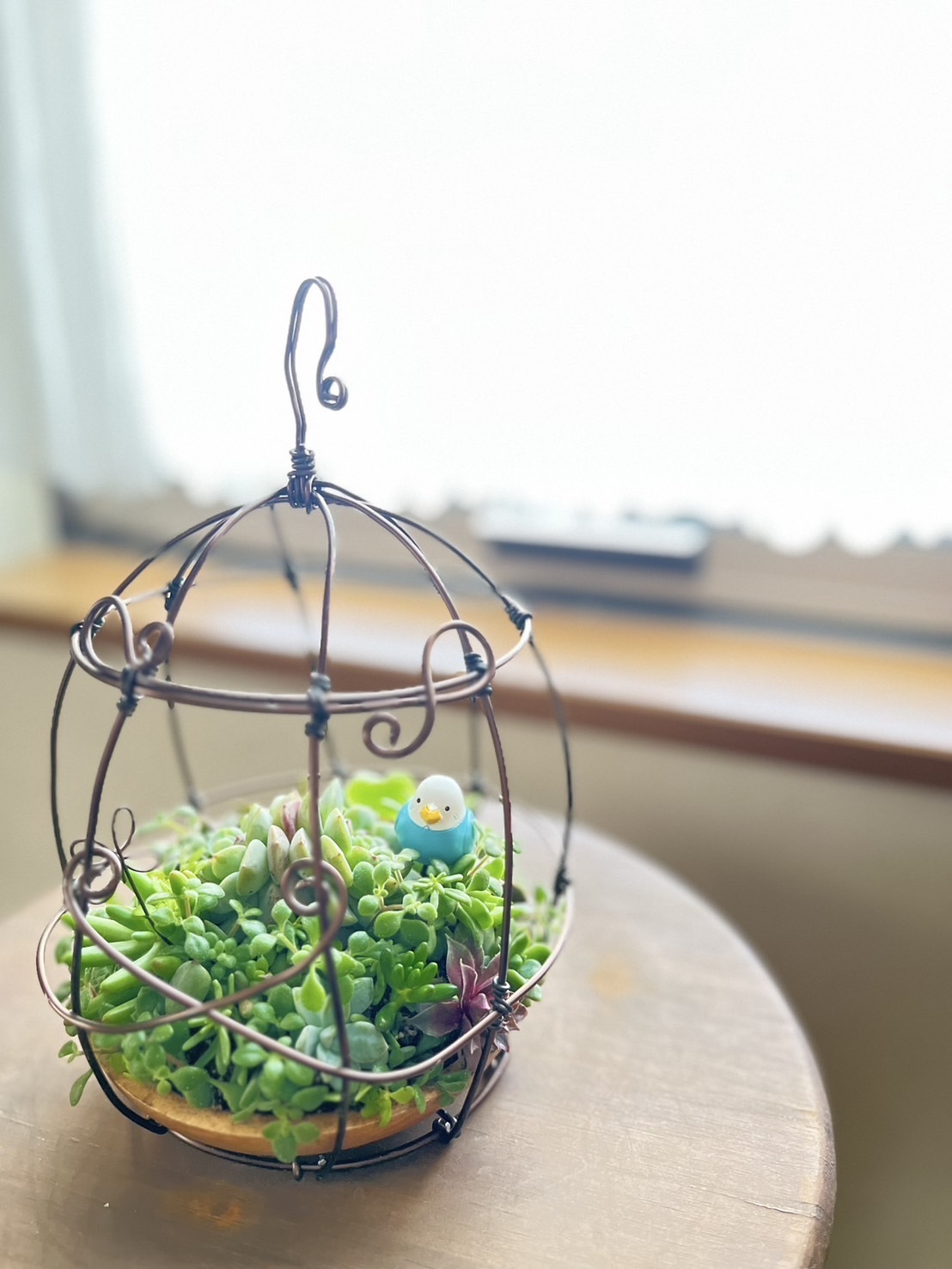 ワイヤー鳥かご✿多肉ちまちま寄せ植え✿そのまま飾れます ワイヤーの鳥かごに多肉寄せ植え Square DIY CAINZ | その他多肉植物