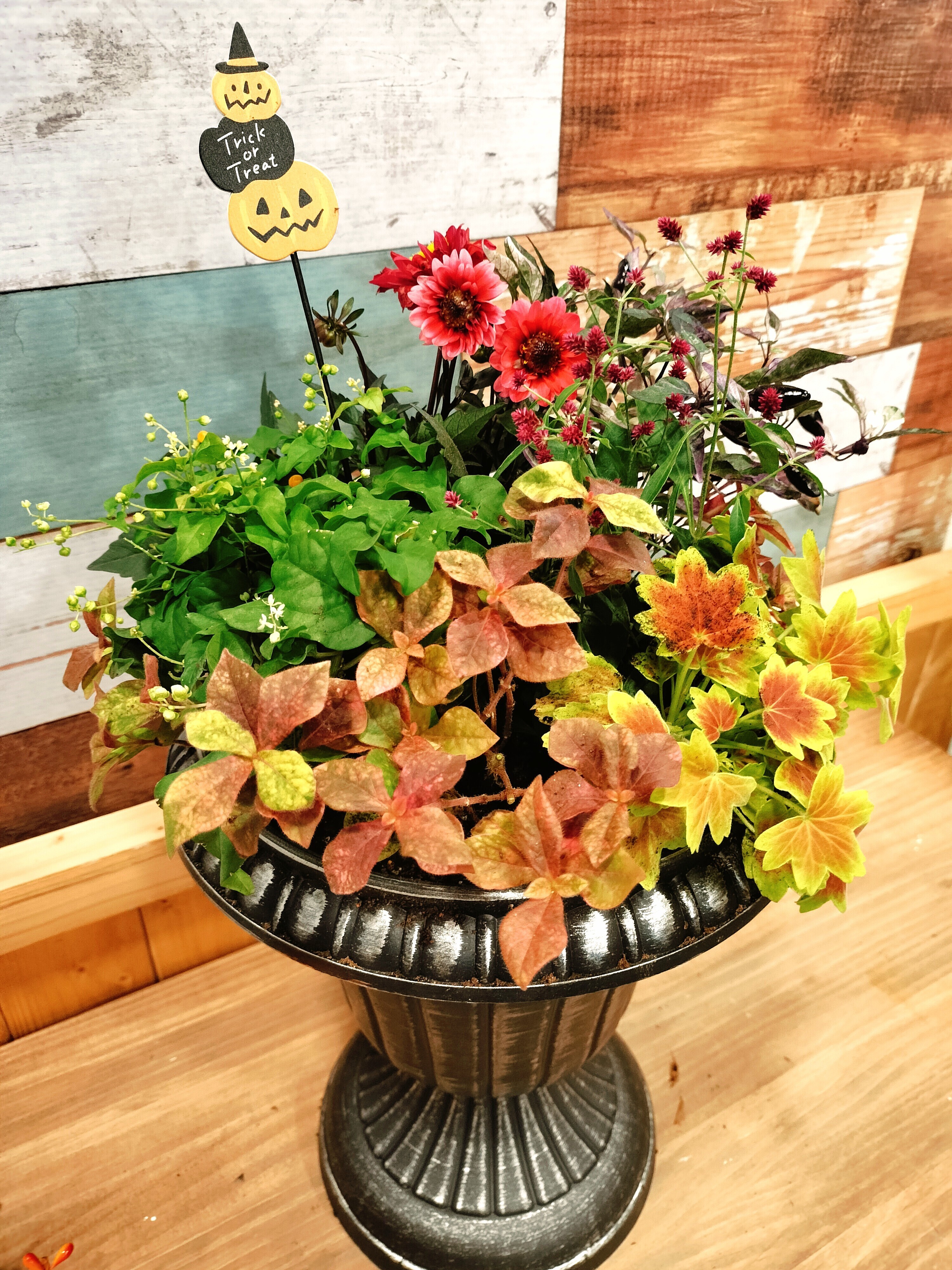 ハロウィン🎃の寄せ植え | CAINZ DIY Square