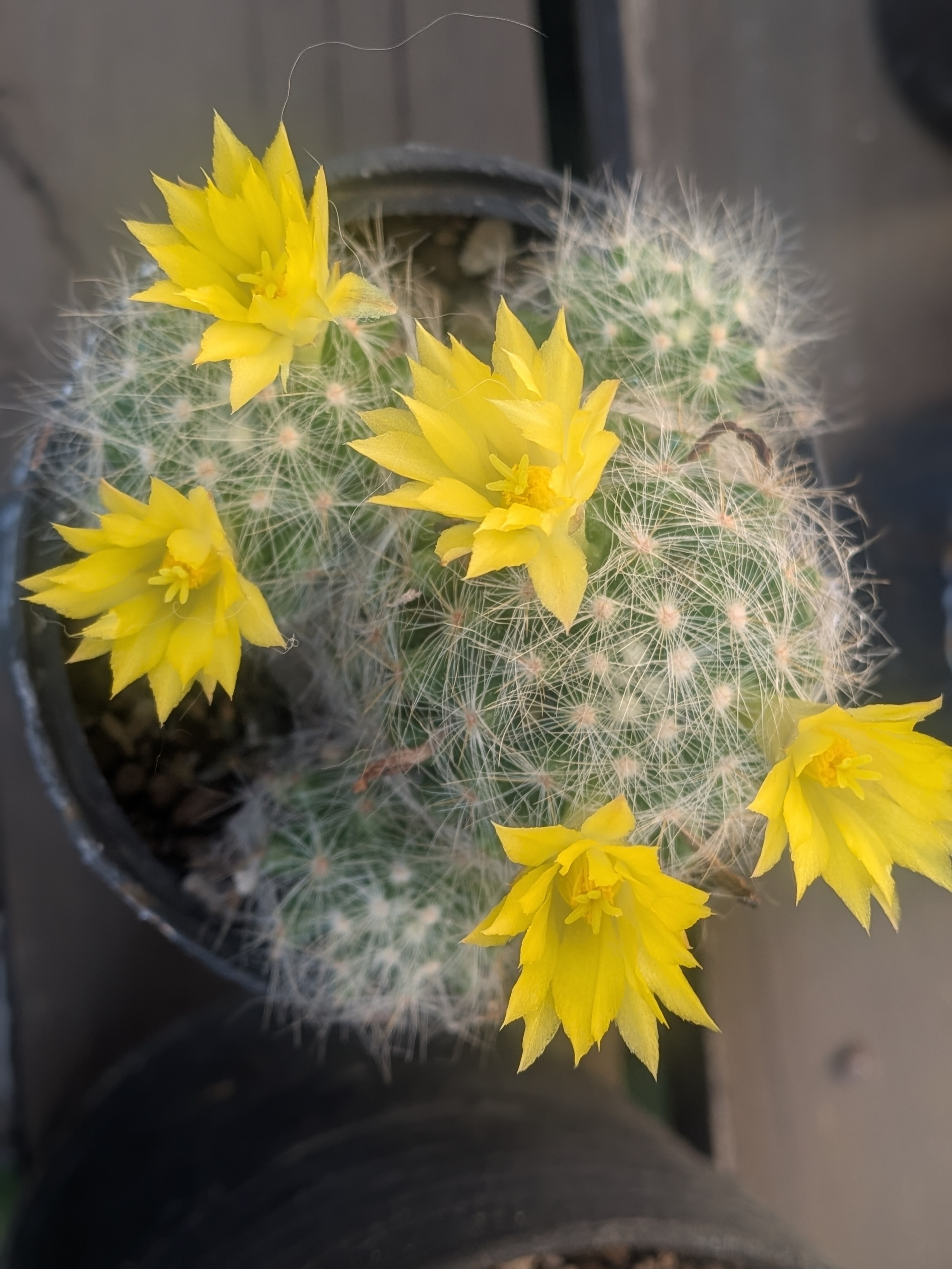 花サボテン🌼*・ | CAINZ DIY Square