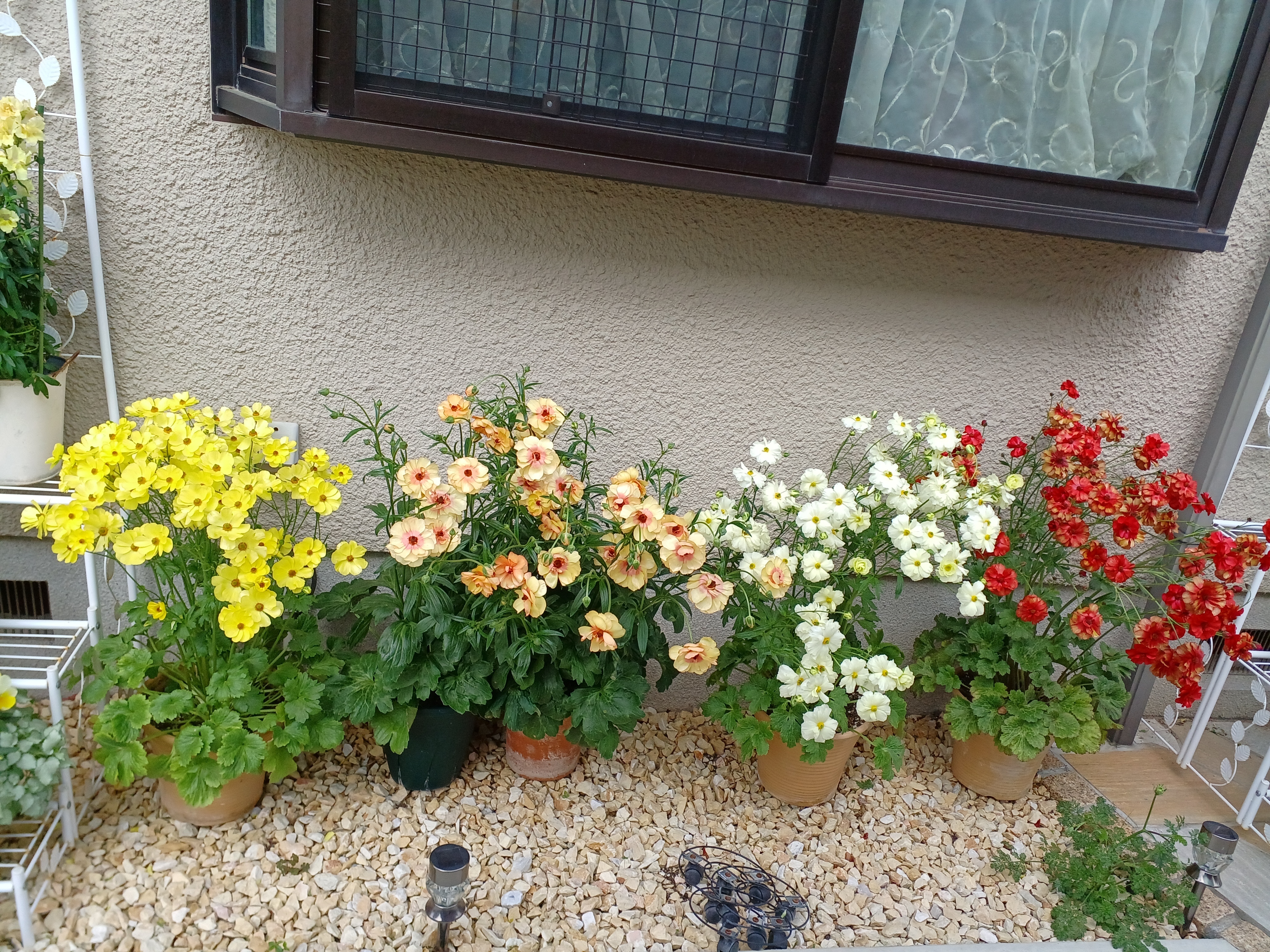 我が家のラナンキュラスラックス✨️✨️ | CAINZ DIY Square