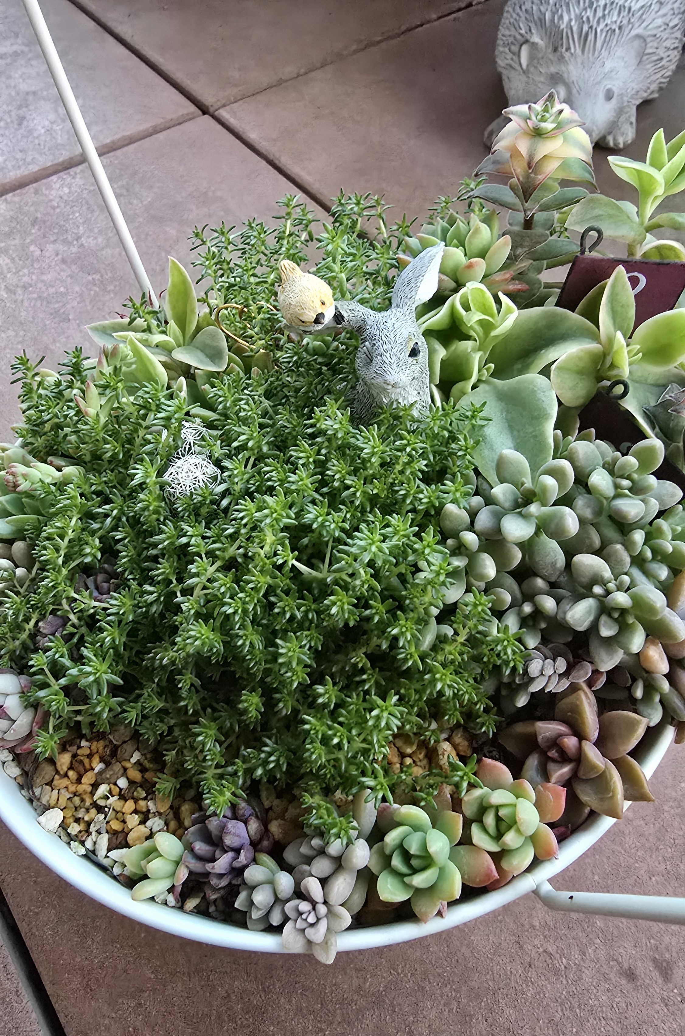 多肉植物の寄せ植えがモリモリになって♪ | CAINZ DIY Square