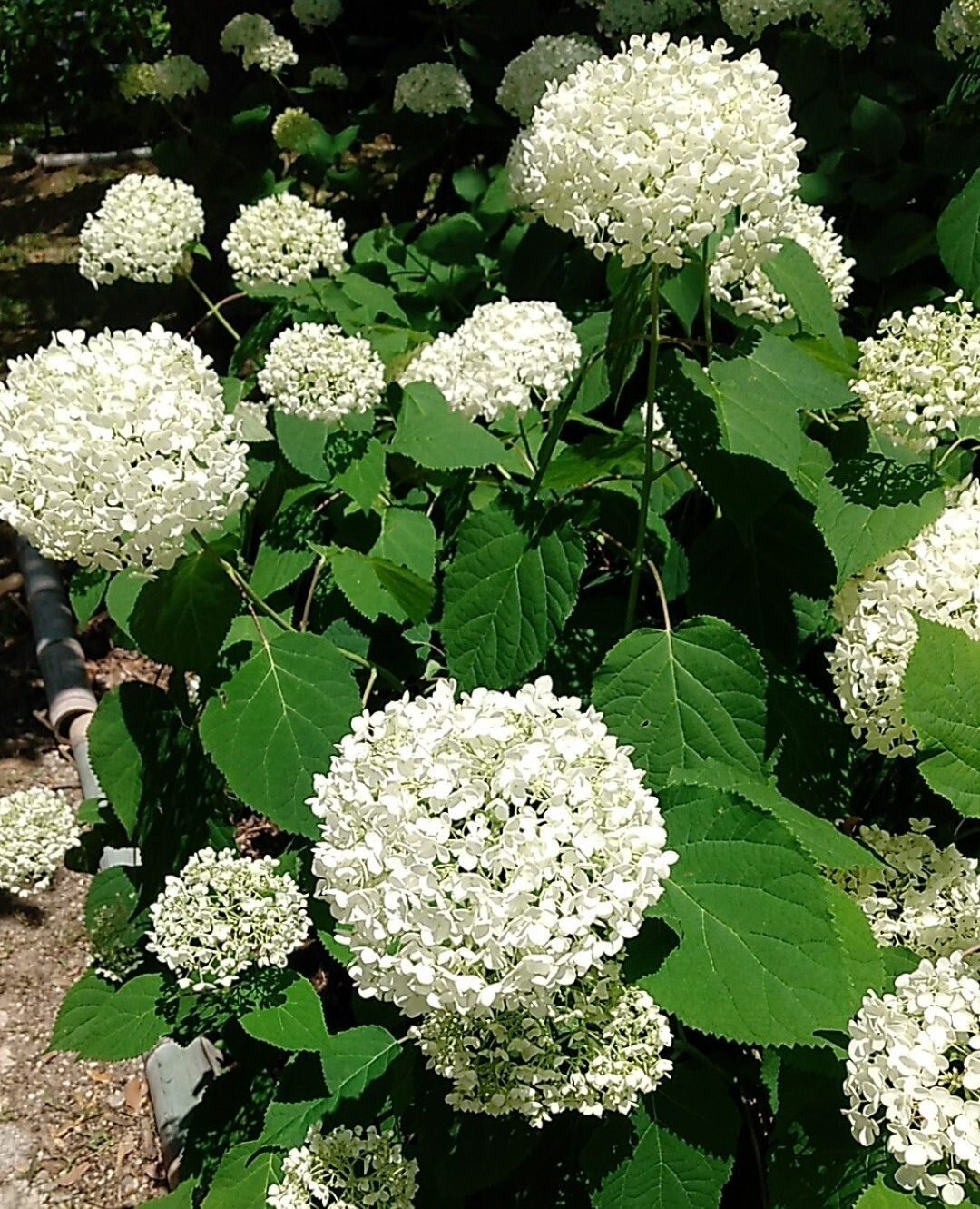 紫陽花 アナベル🌿 | CAINZ DIY Square