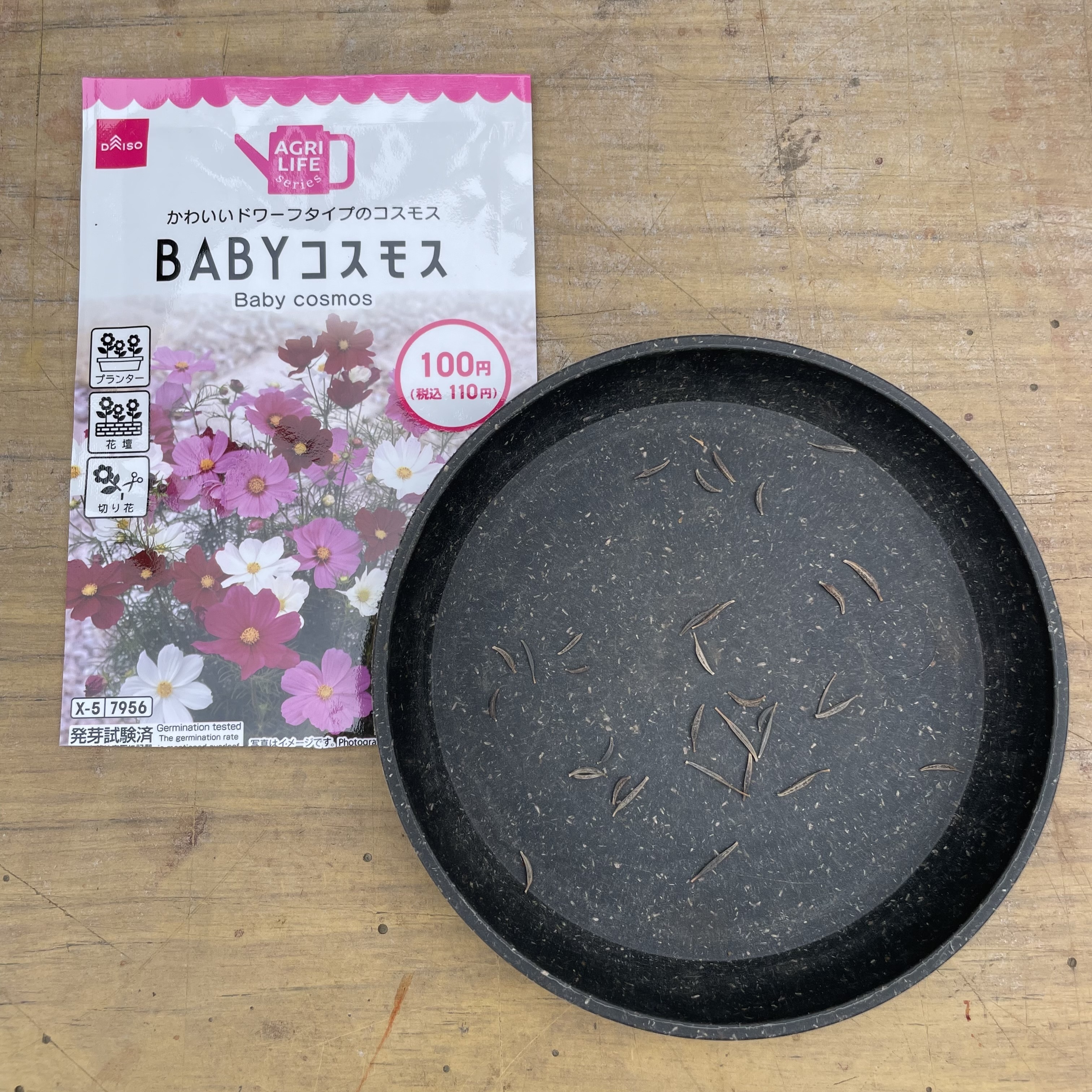 BABYコスモス種蒔き | CAINZ DIY Square