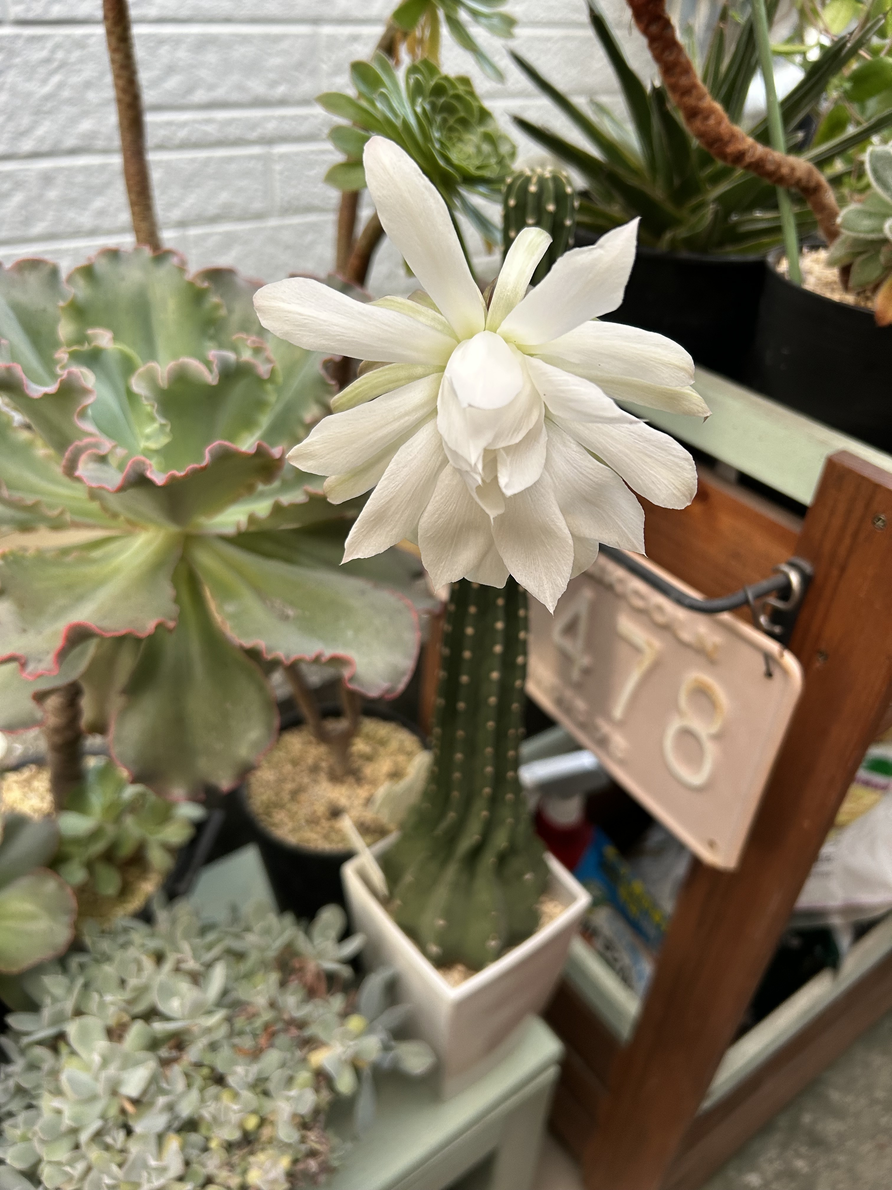 大豪丸の花 | CAINZ DIY Square