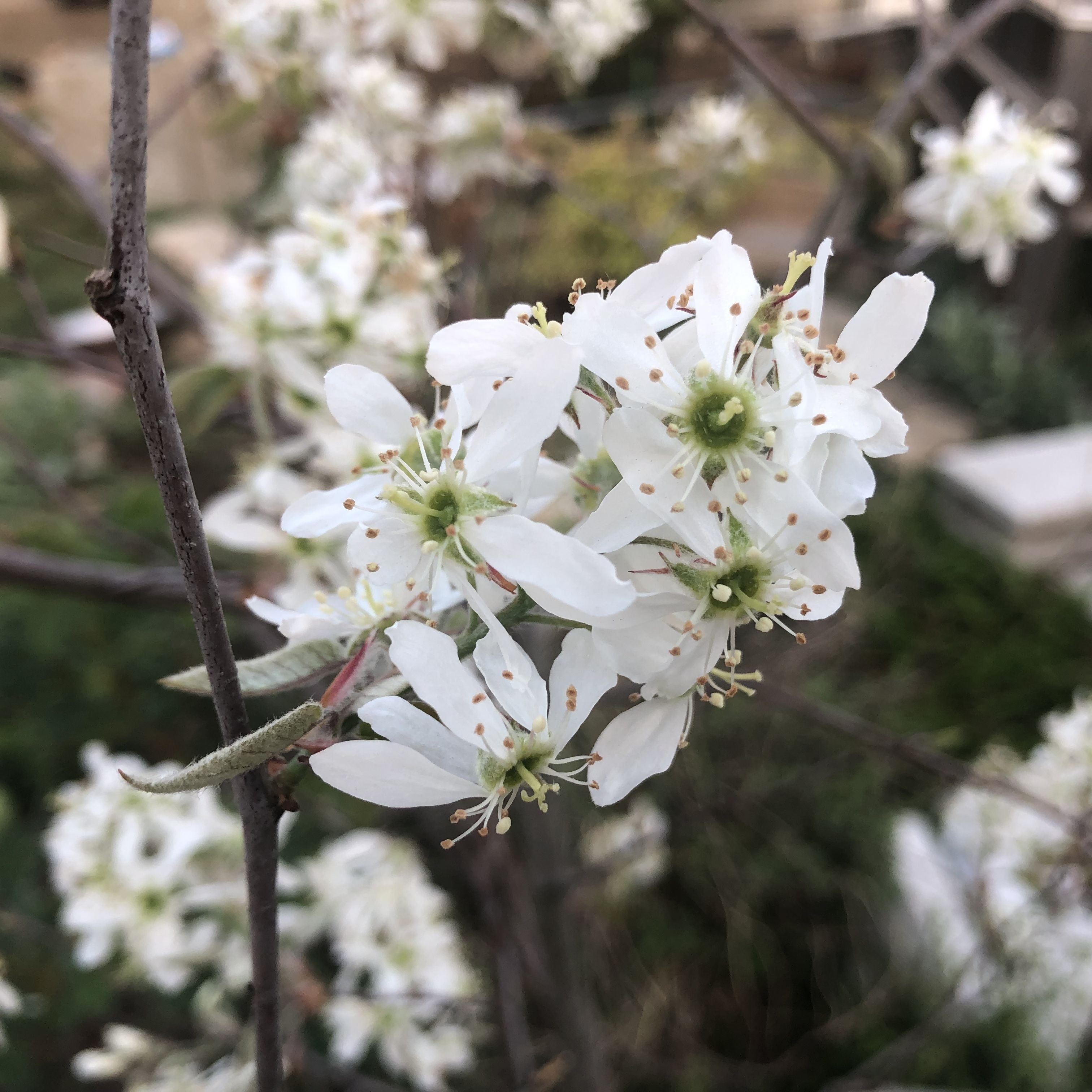 ジューンベリー♪ | CAINZ DIY Square