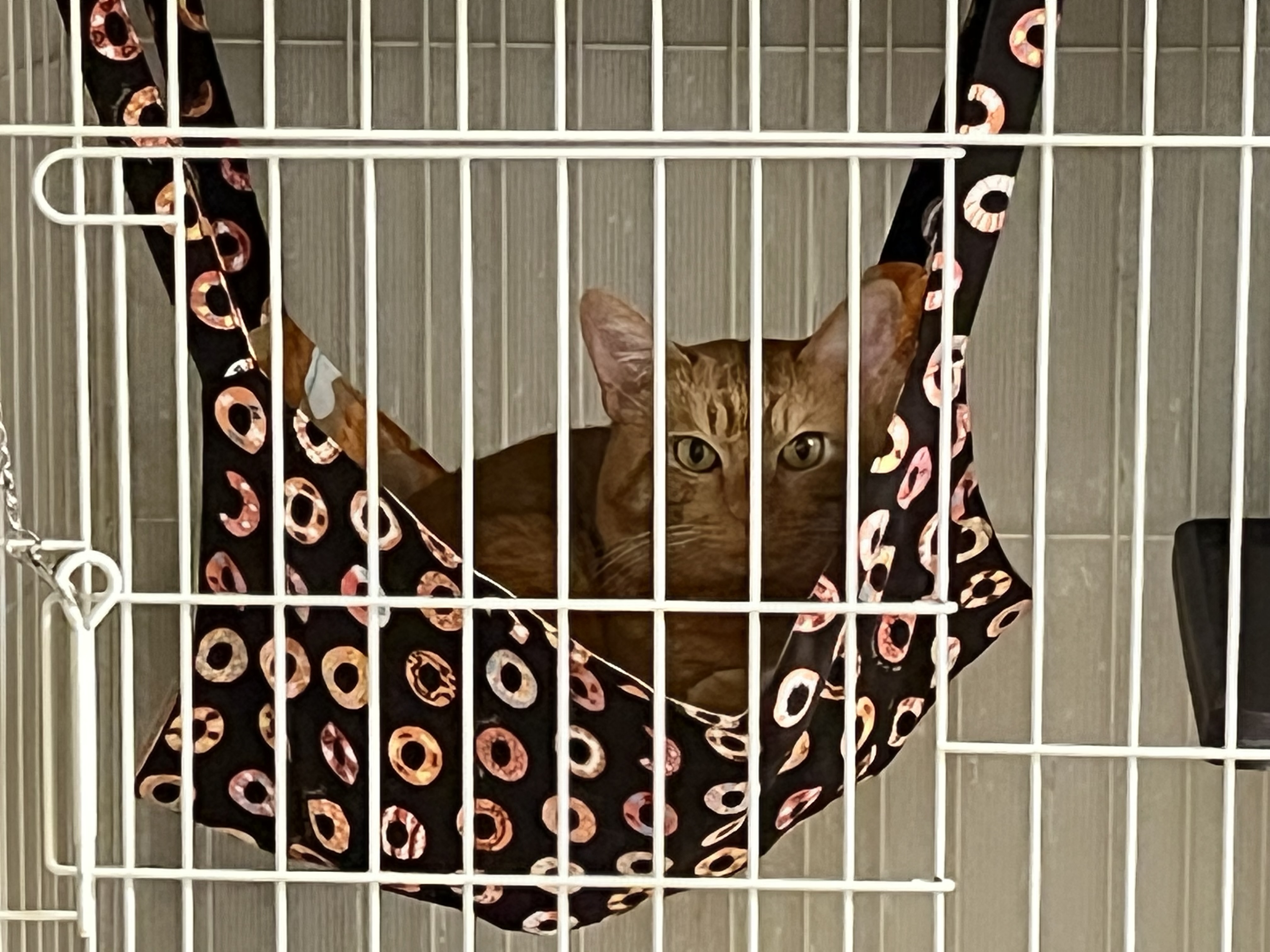 ハンモック😸