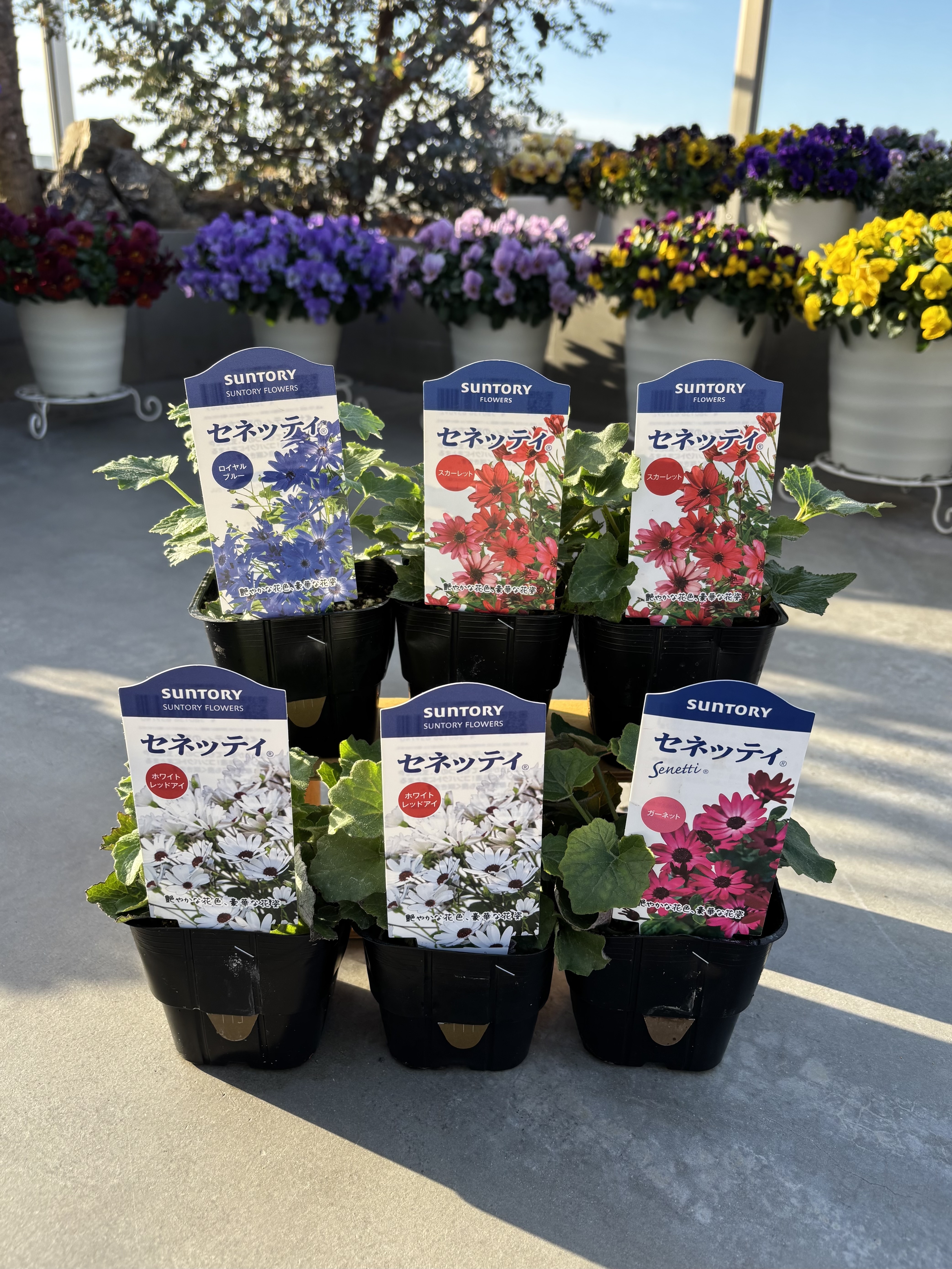 追い春苗セネッティしました | SUNSUNガーデン