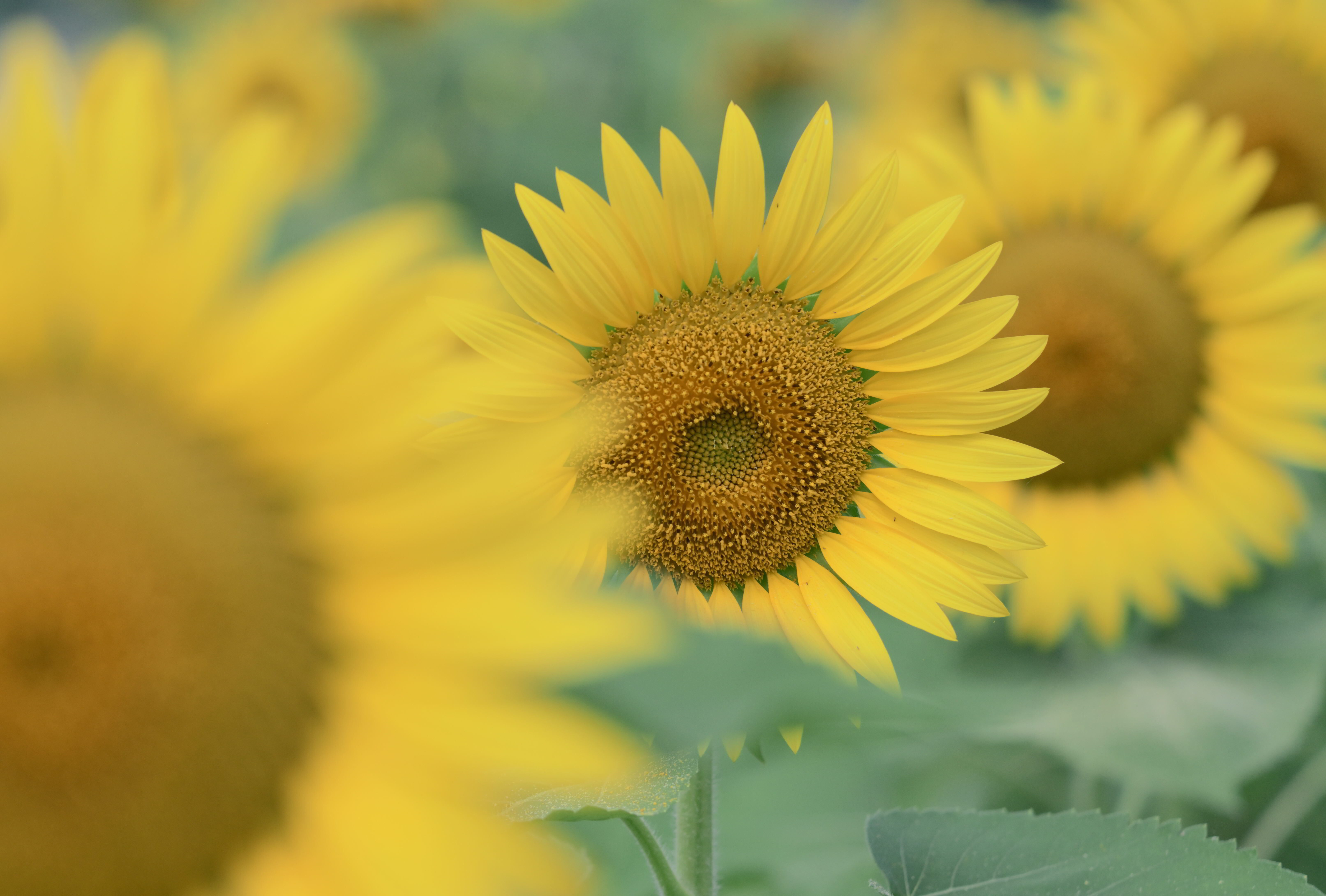 ひまわりページです ひまわり | PHOTO HUB by nikkor club