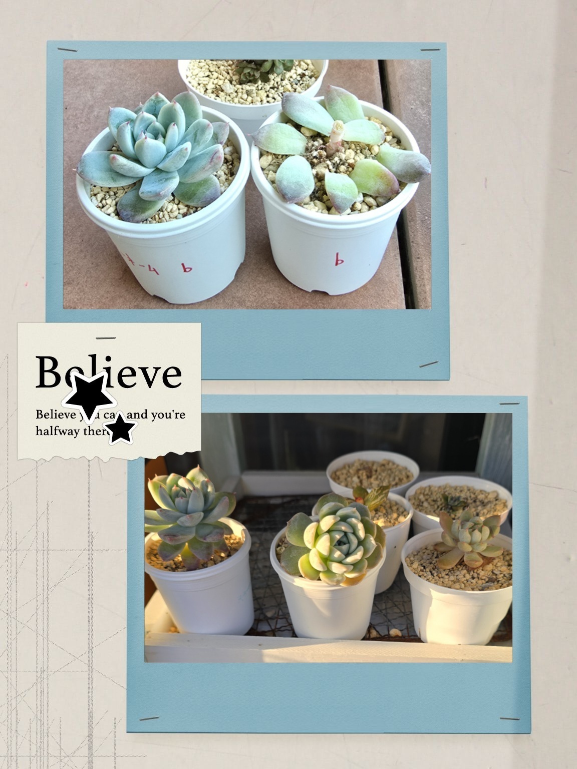 多肉植物の仕立て直し_秋②ノーネームb♪ | CAINZ DIY Square