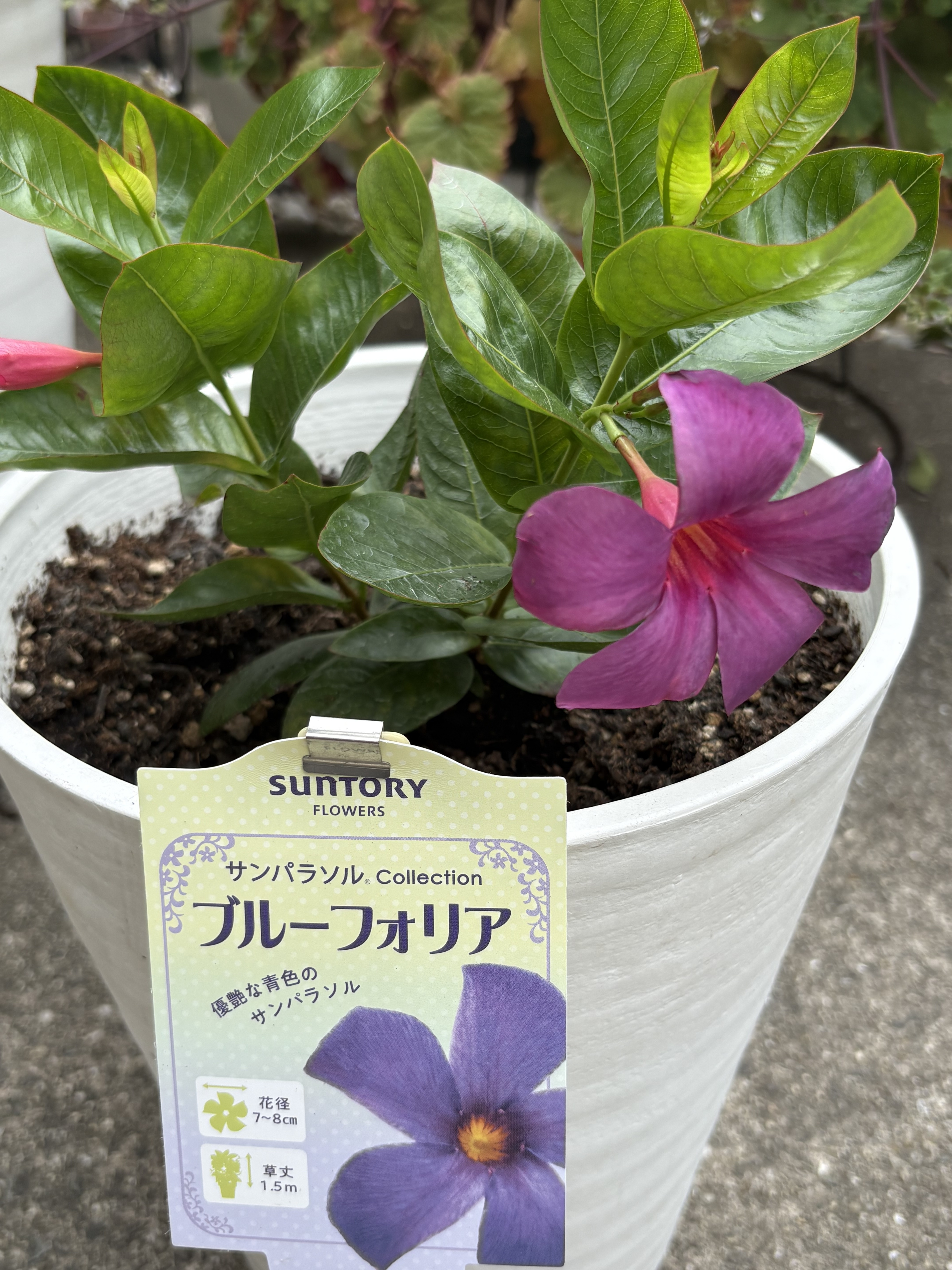 開花 | SUNSUNガーデン
