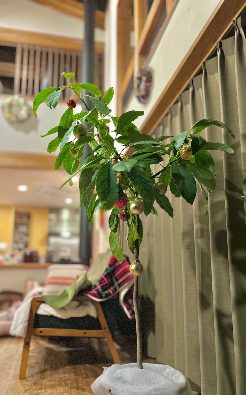 鉢植えのアボカド | CAINZ DIY Square
