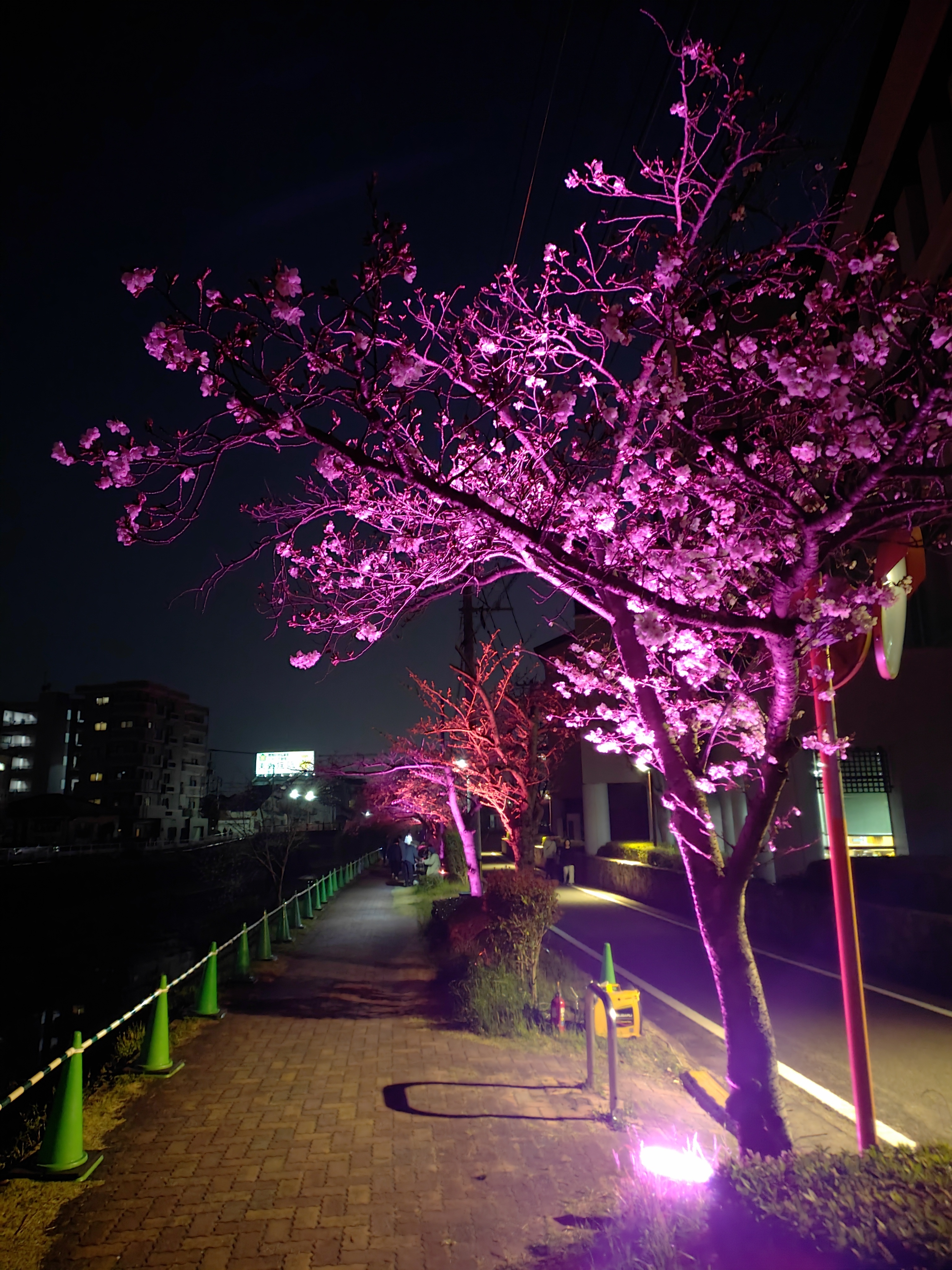 夜桜（ライトアップ） | TORQUE STYLE