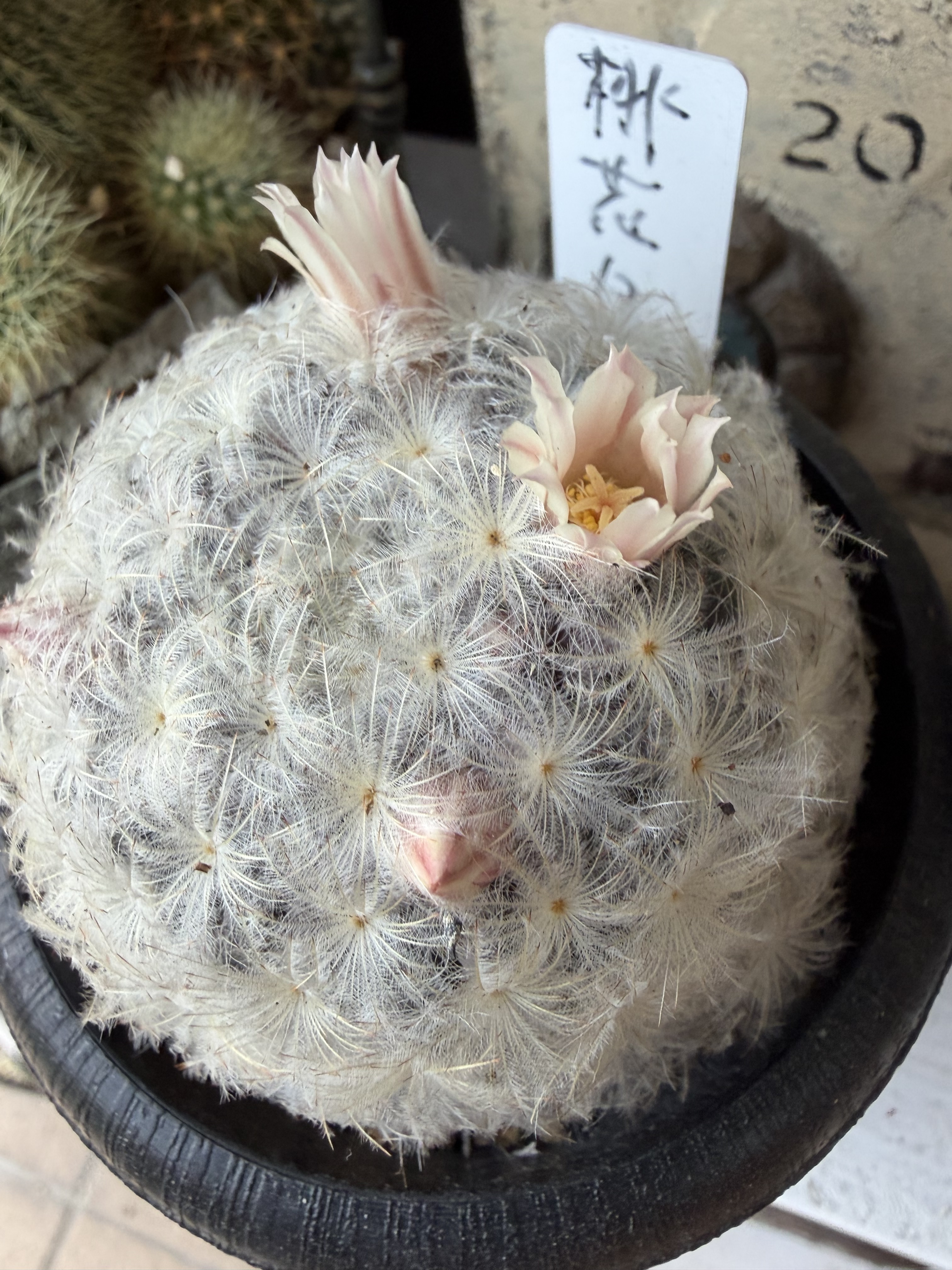 白星のお花 | CAINZ DIY Square