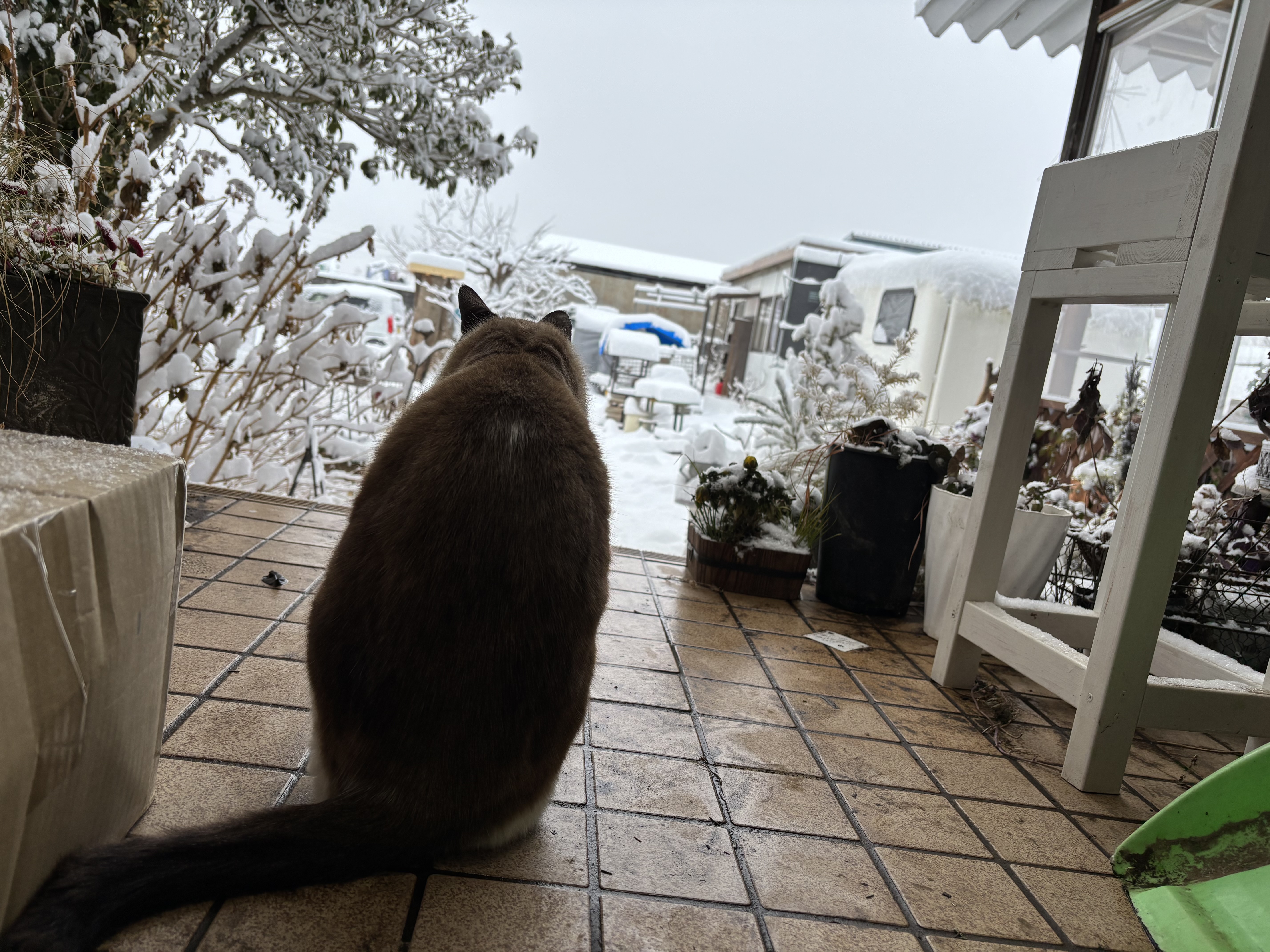 雪だけどパトロール♪