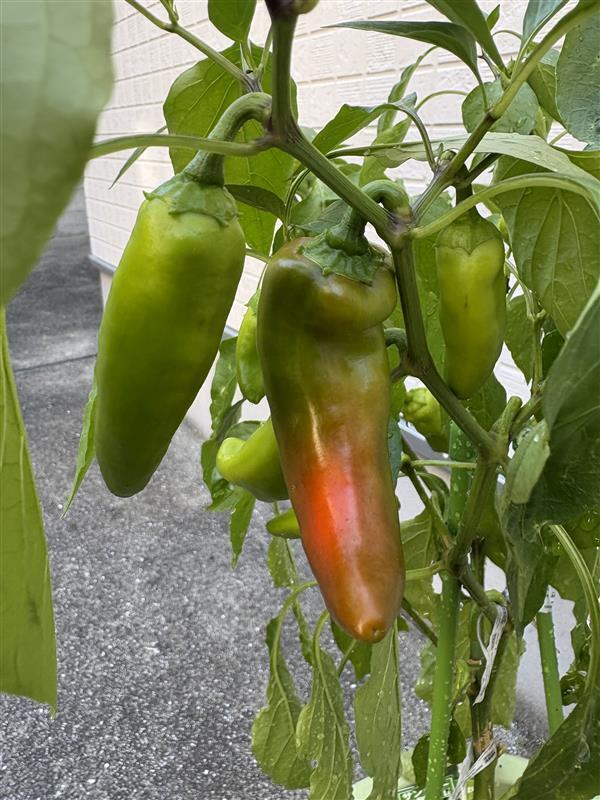 ピーマンが赤く熟しはじめました😆 | ピエトロホームタウン