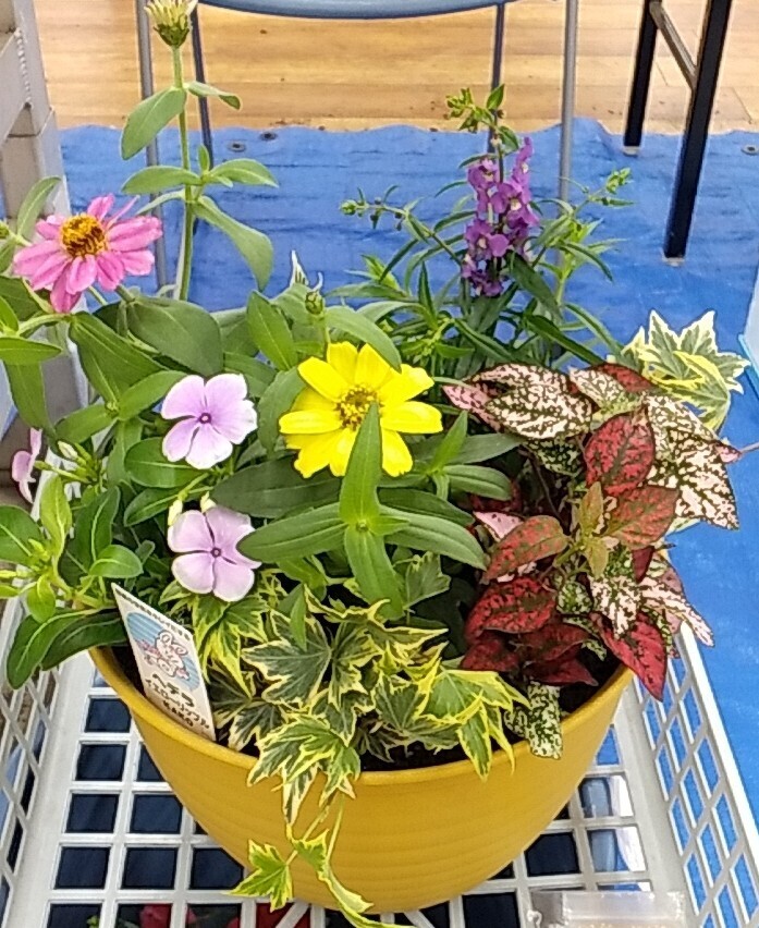 夏の花 寄せ植え体験 | CAINZ DIY Square