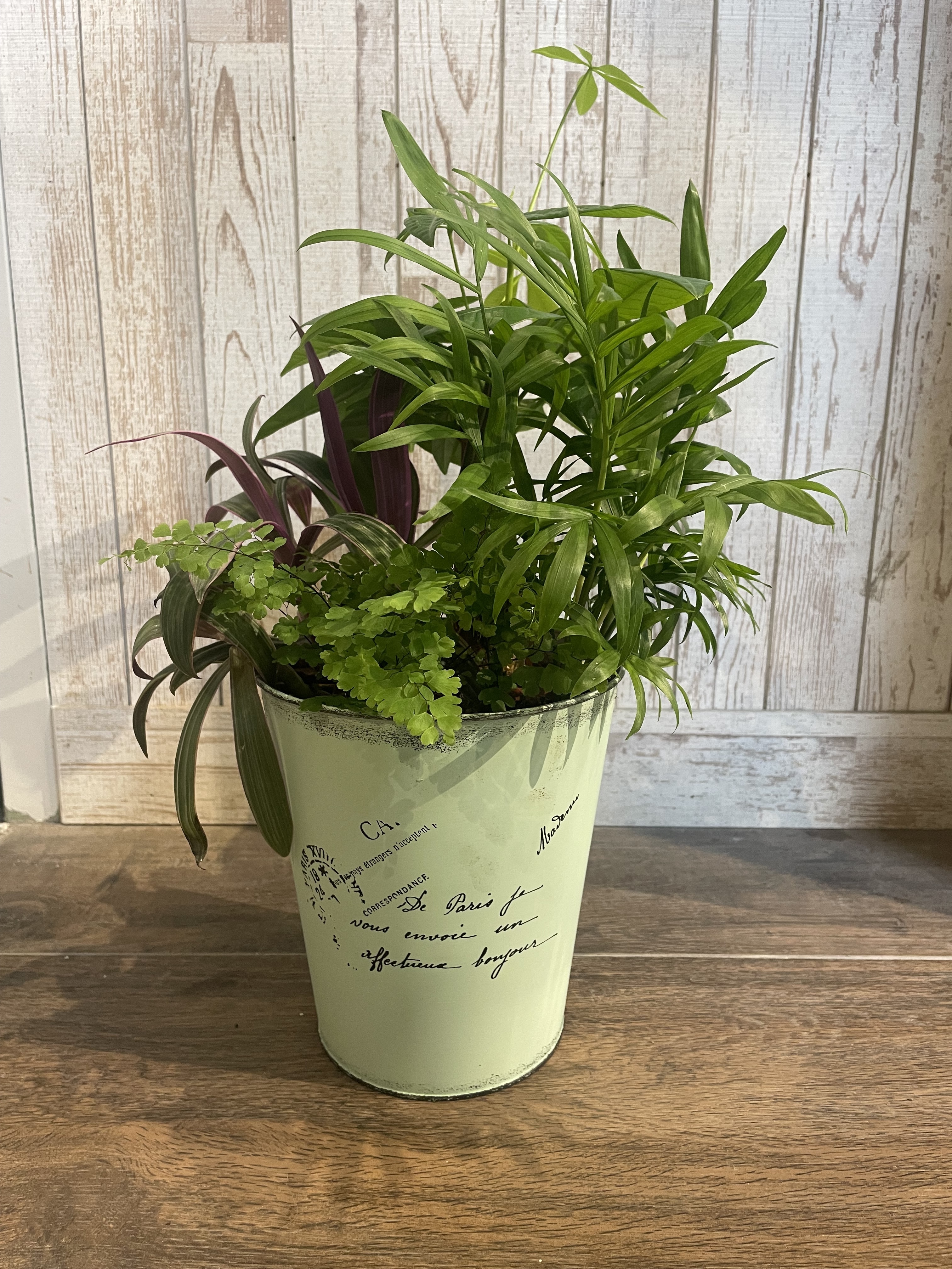 ブリキ鉢の観葉寄せ植え | CAINZ DIY Square