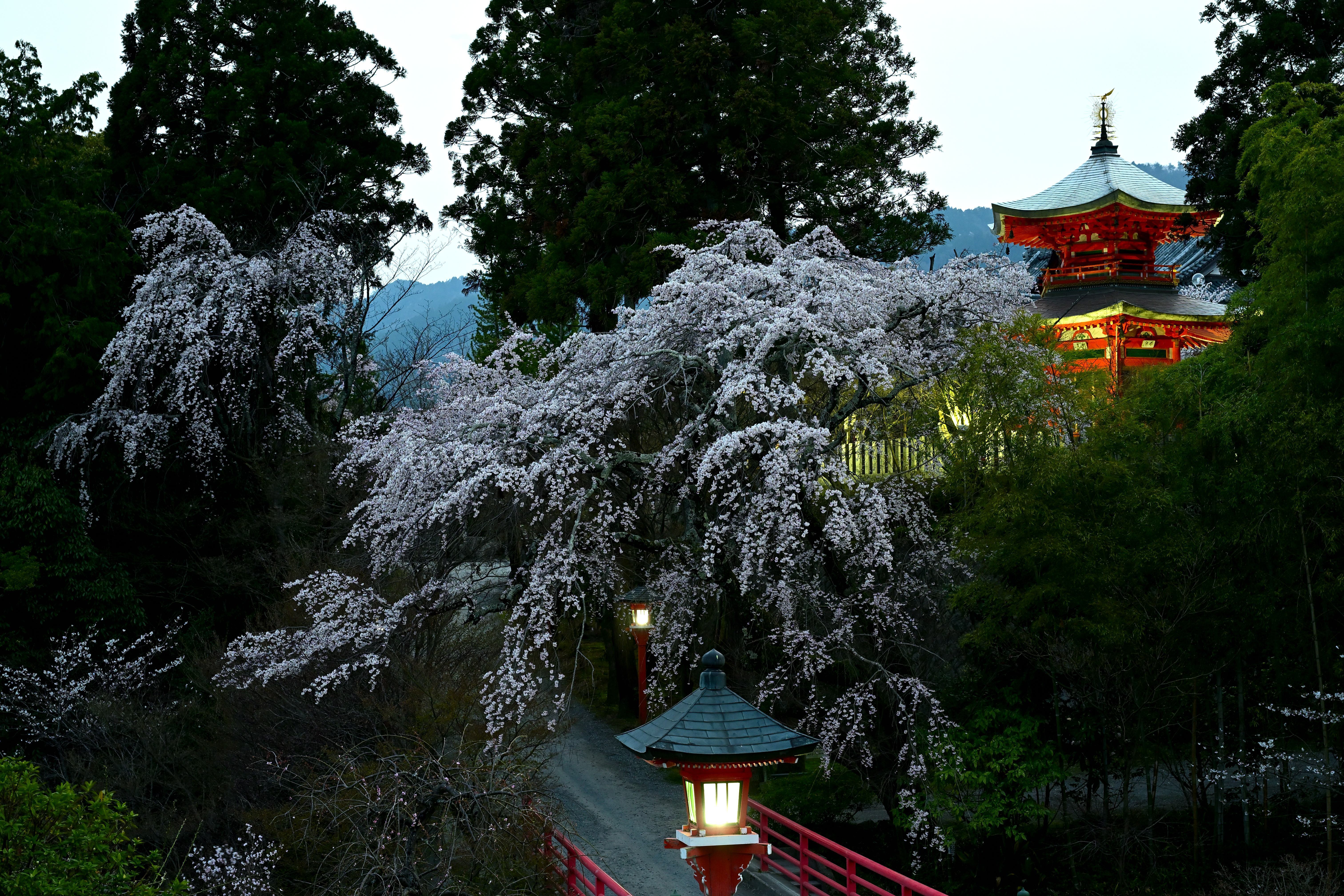 【春風フォト】 春を感じて | PHOTO HUB by nikkor club