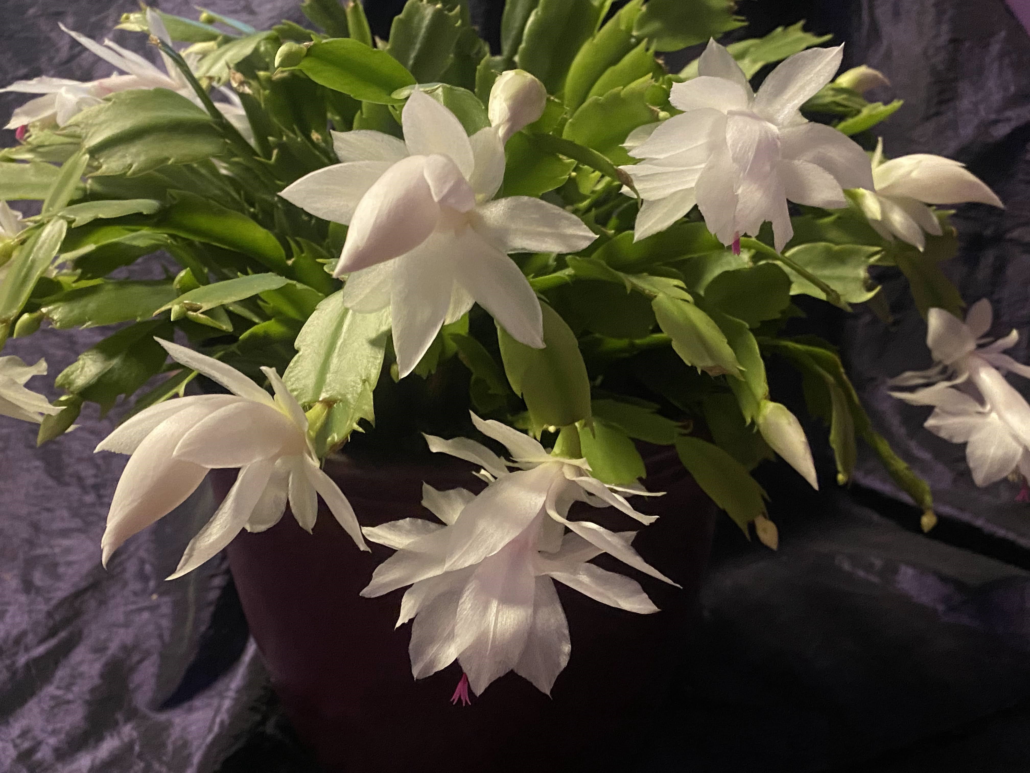 シャコバサボテン | CAINZ DIY Square