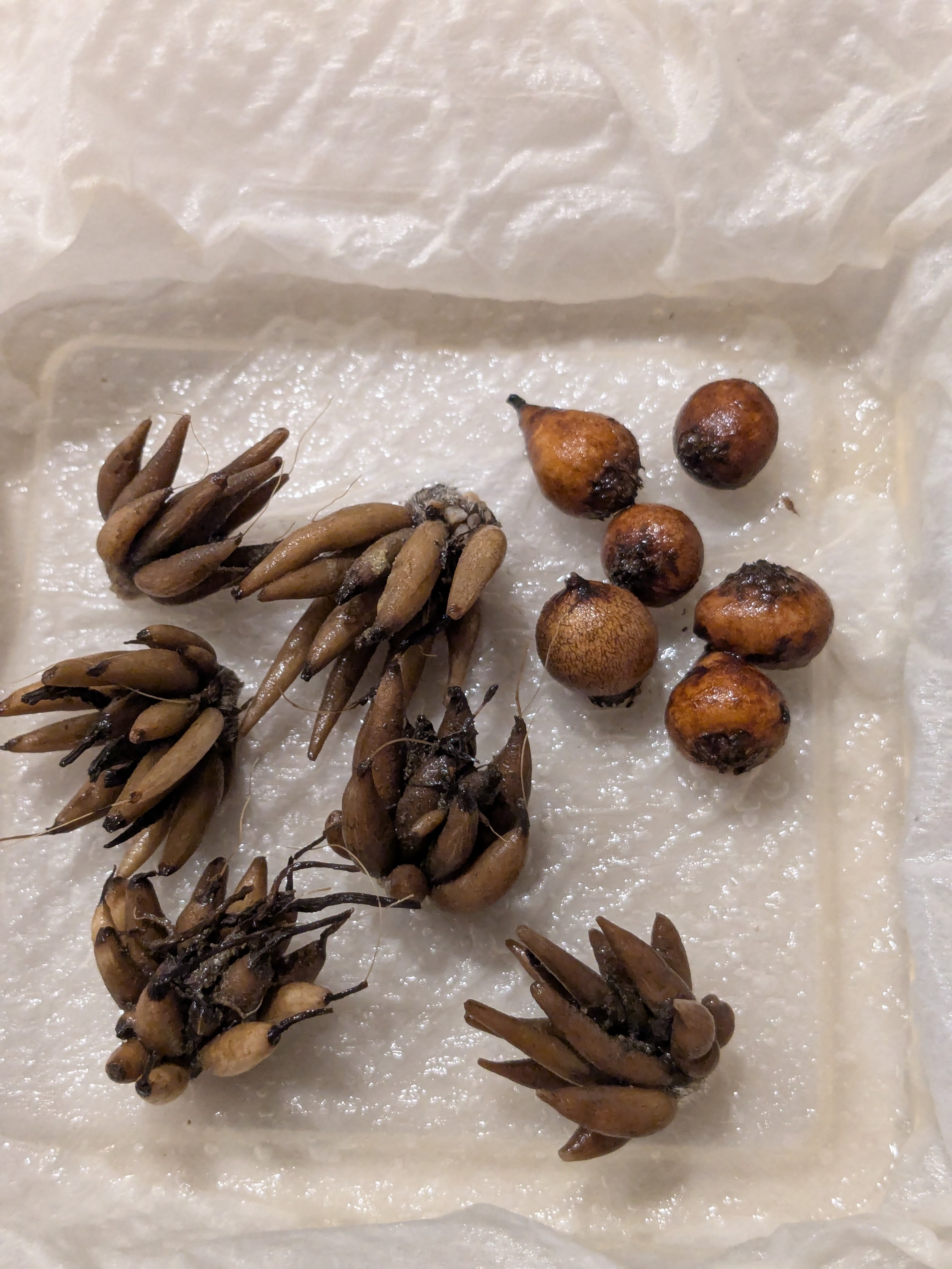 ラナンキュラスとアネモネ球根の植え付け | CAINZ DIY Square