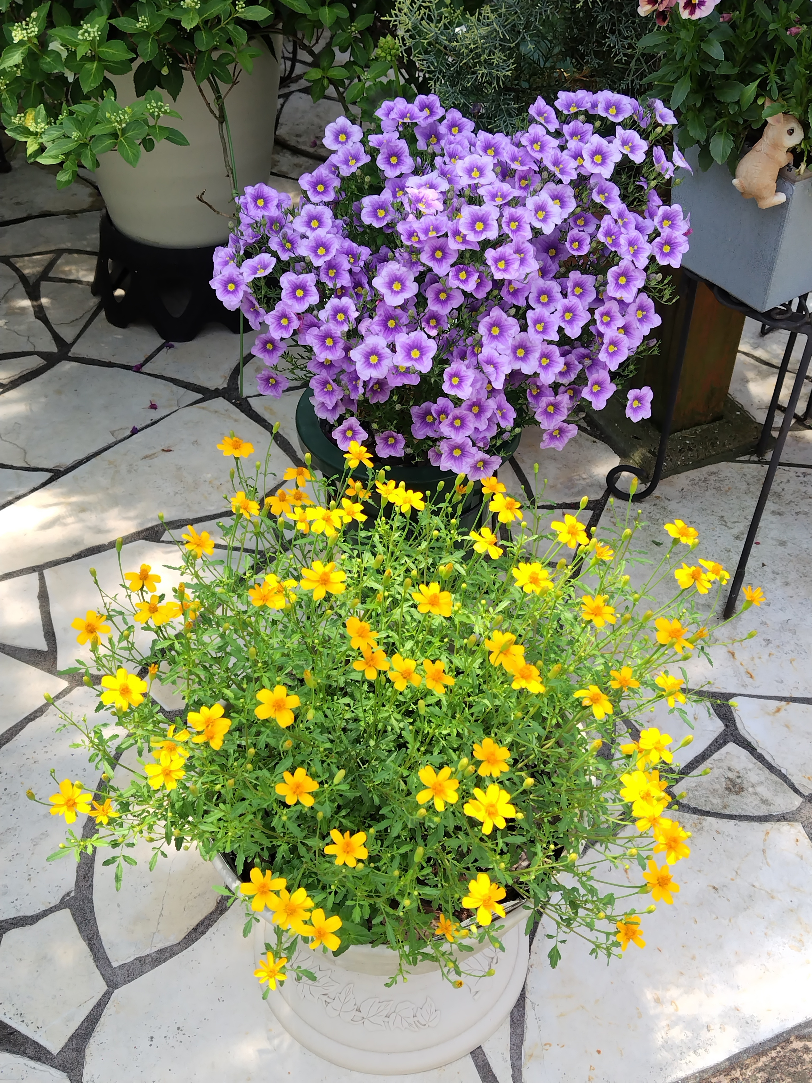 PWの夏に咲く綺麗な花 | CAINZ DIY Square