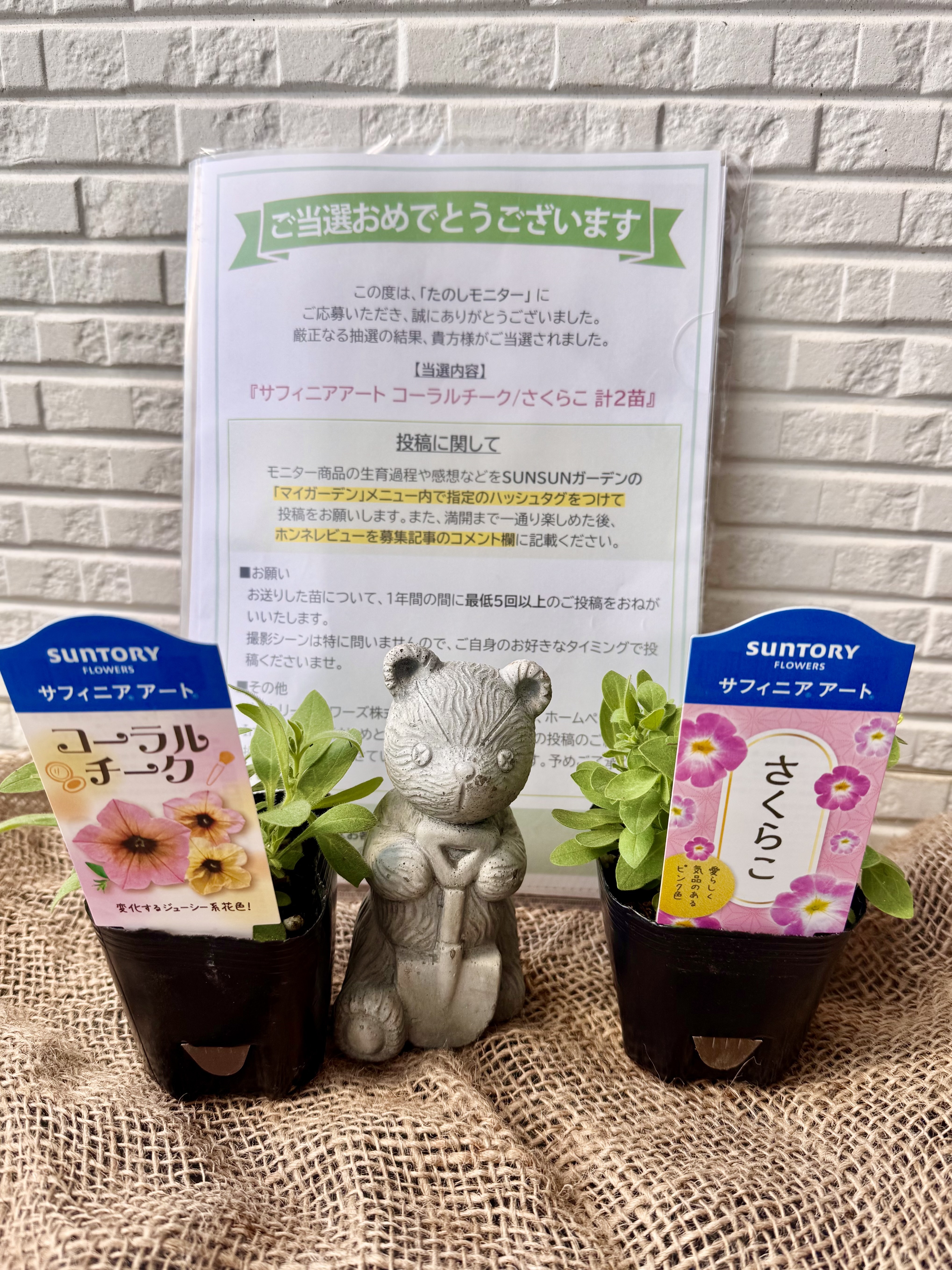 たのしモニターの苗が届きました- ̗̀📦 ̖́- | SUNSUNガーデン