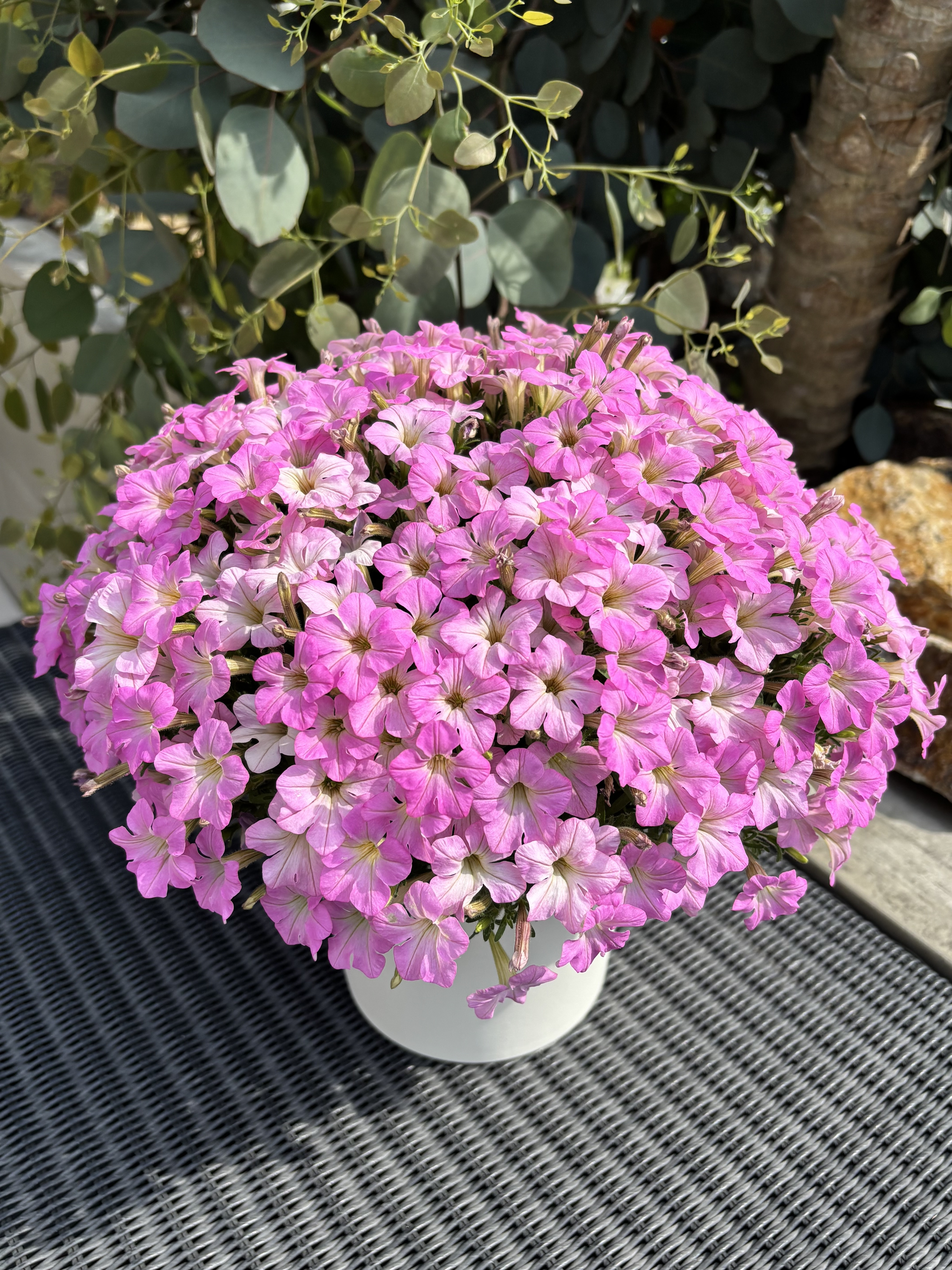 モモンガハウス(大きい花柄) ボアピンク   2100円 🌸さくらもこもこ🌸 | SUNSUNガーデン