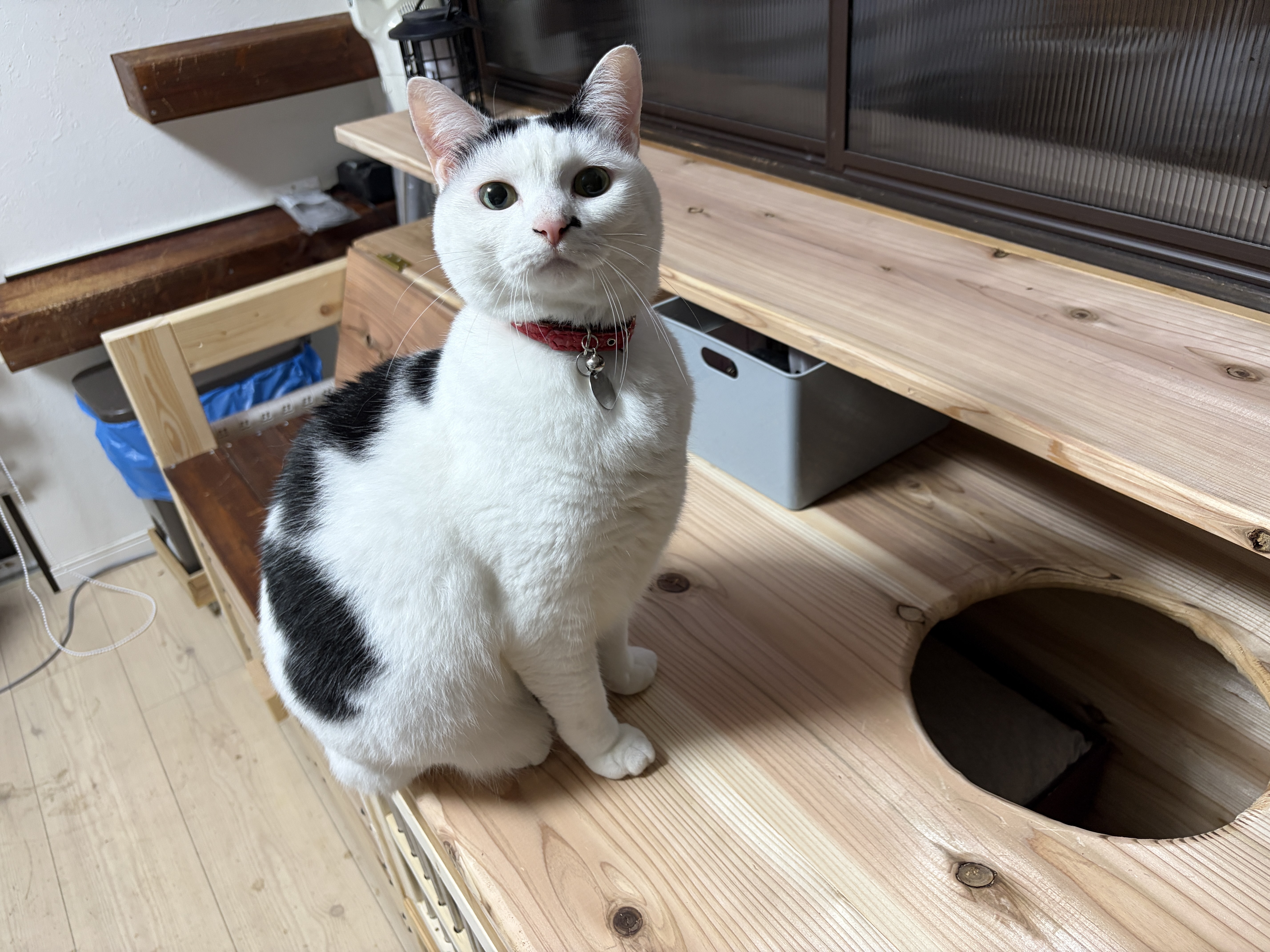 常に細かい事で揉める猫たちのために vol.2/2