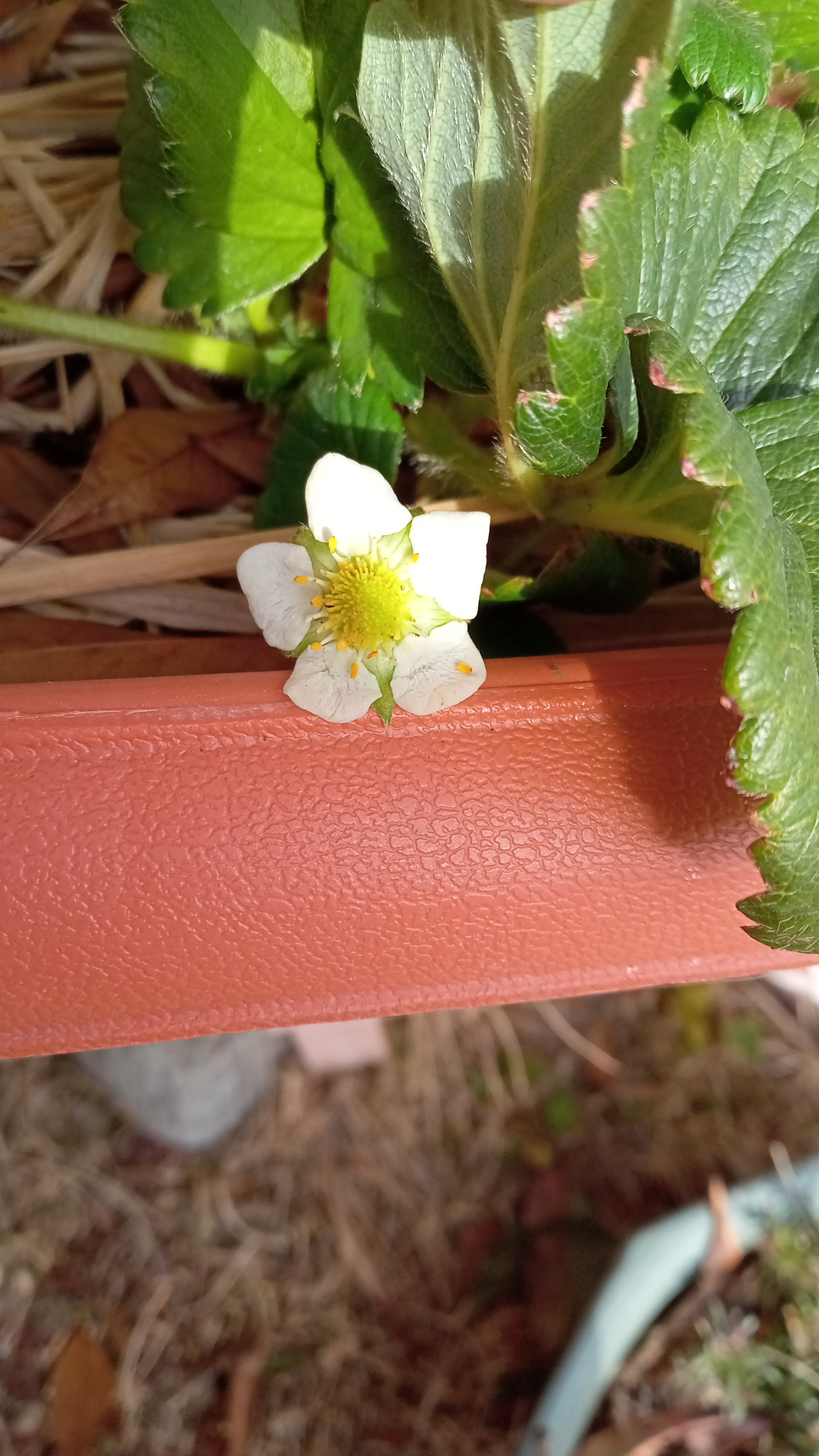 いちごに一番花🍓🤍 | CAINZ DIY Square