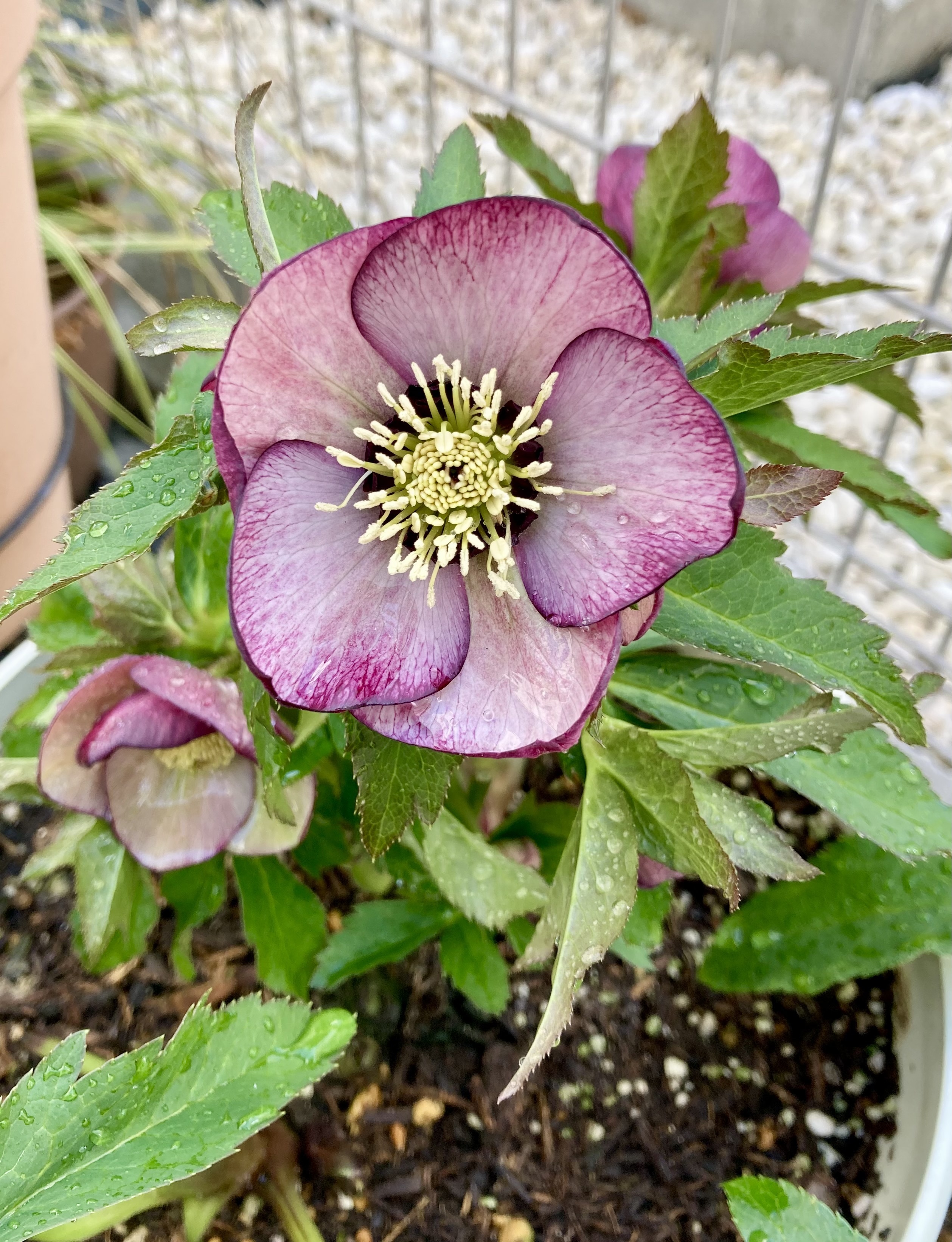 クリスマスローズのピンク | CAINZ DIY Square