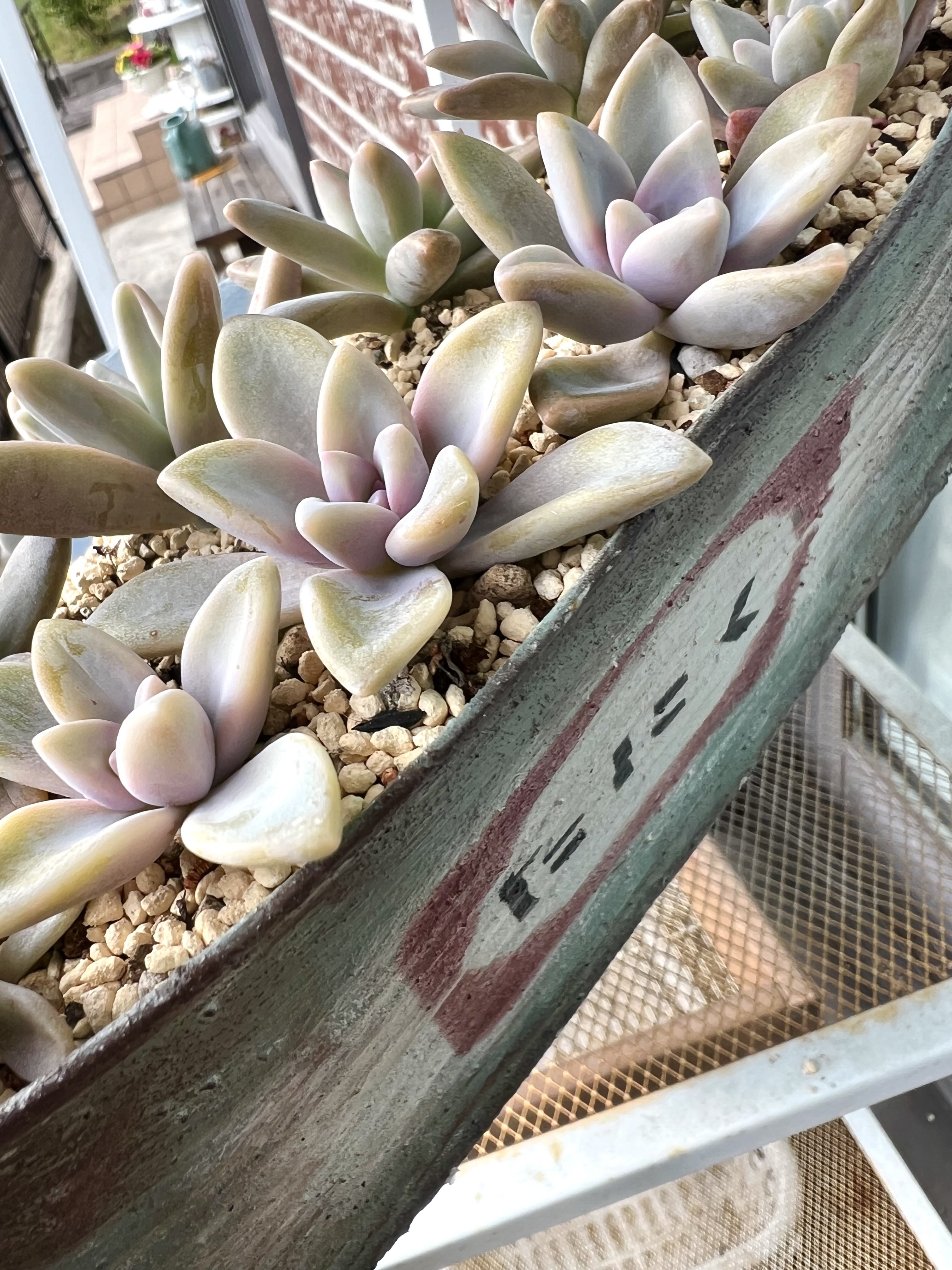 桜牡丹 | CAINZ DIY Square