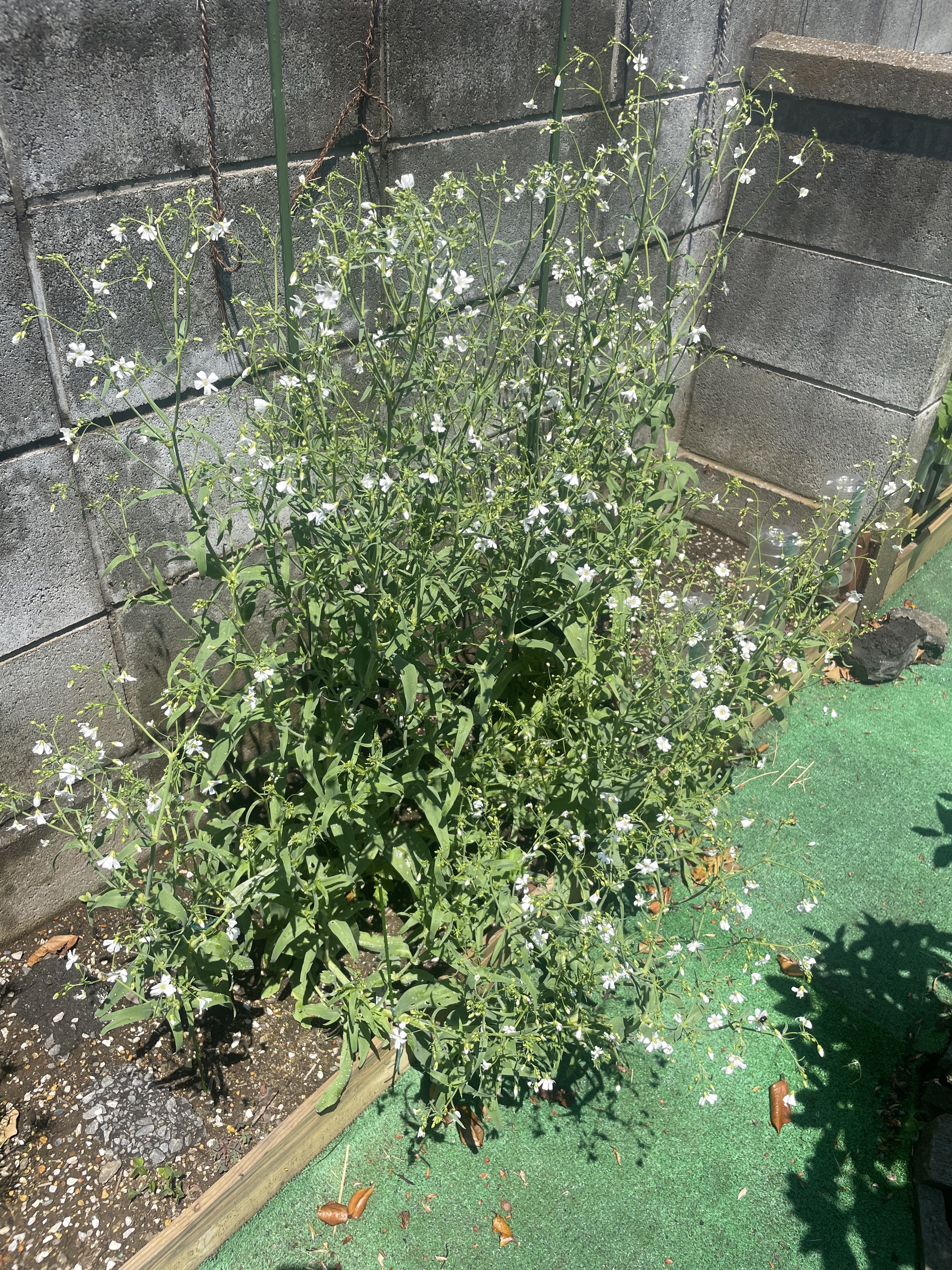 かすみ草ページ２ 楽天市場】かすみ草 小束 グリーン エンジェルグリーン ホワイト