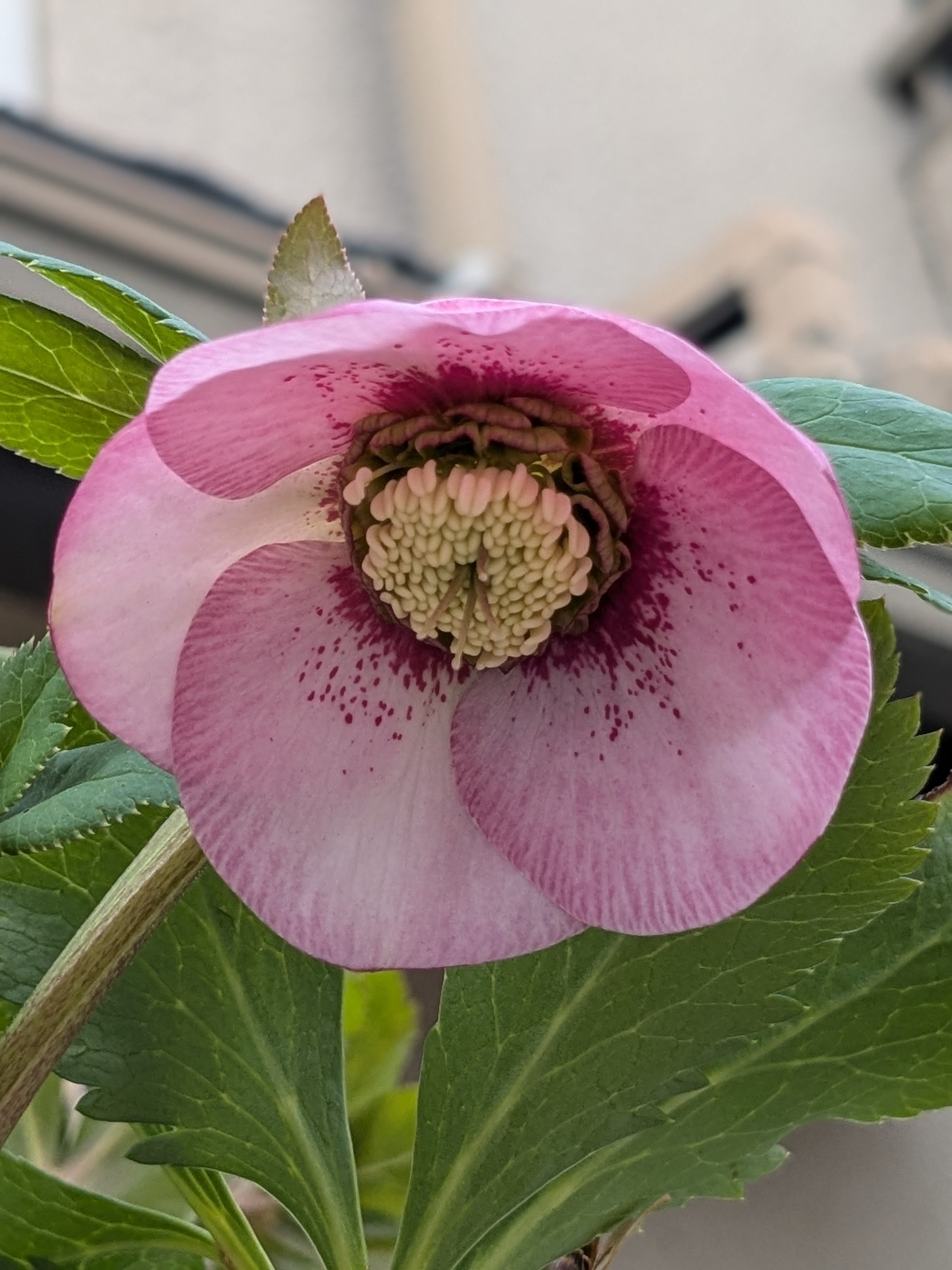 4番目に咲いたクリスマスローズ🎶 | CAINZ DIY Square