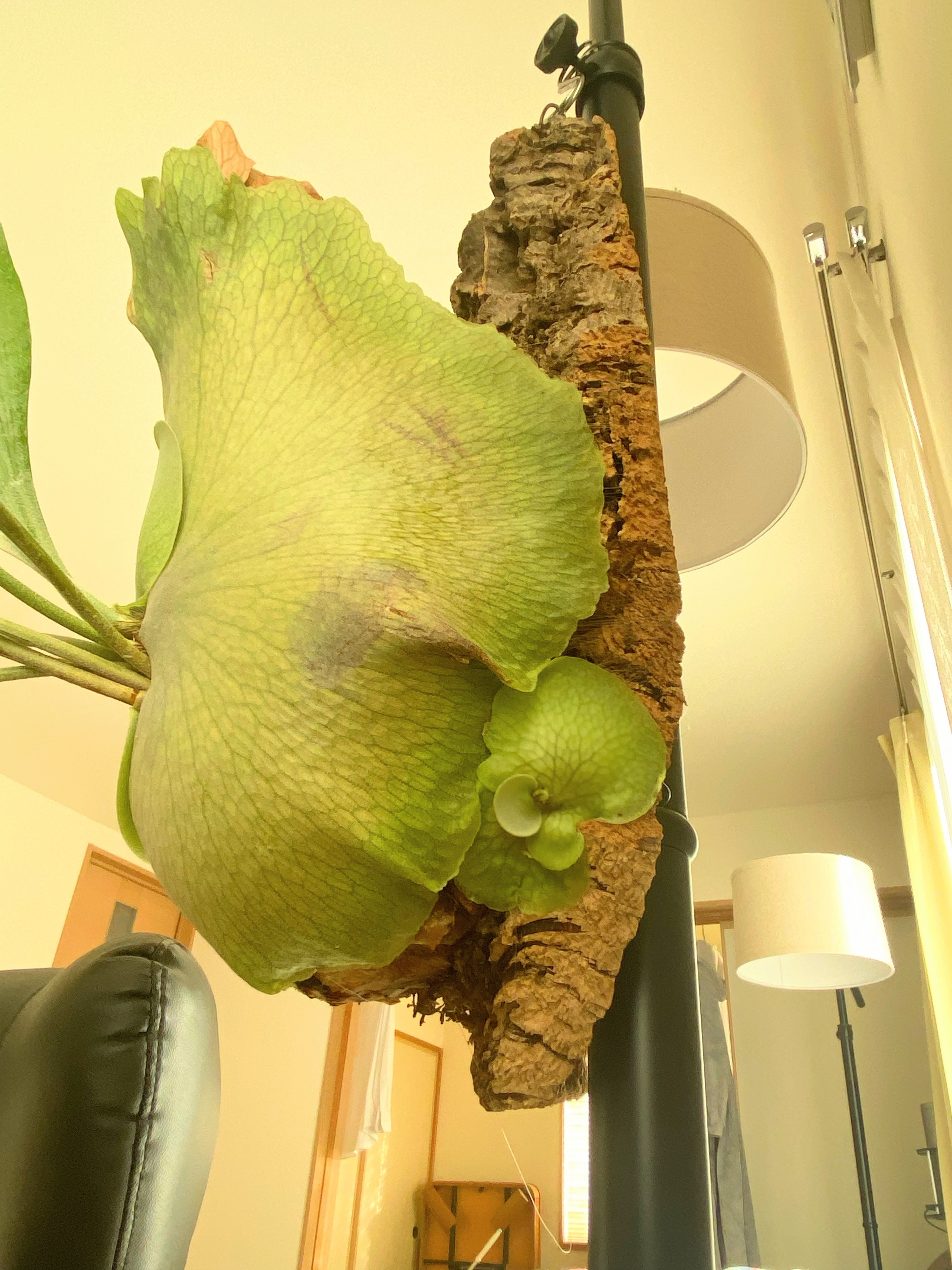 ビカクシダ Sval 子株 16 ビカクシダ ネザーランドにも子株ちゃん | CAINZ DIY Square