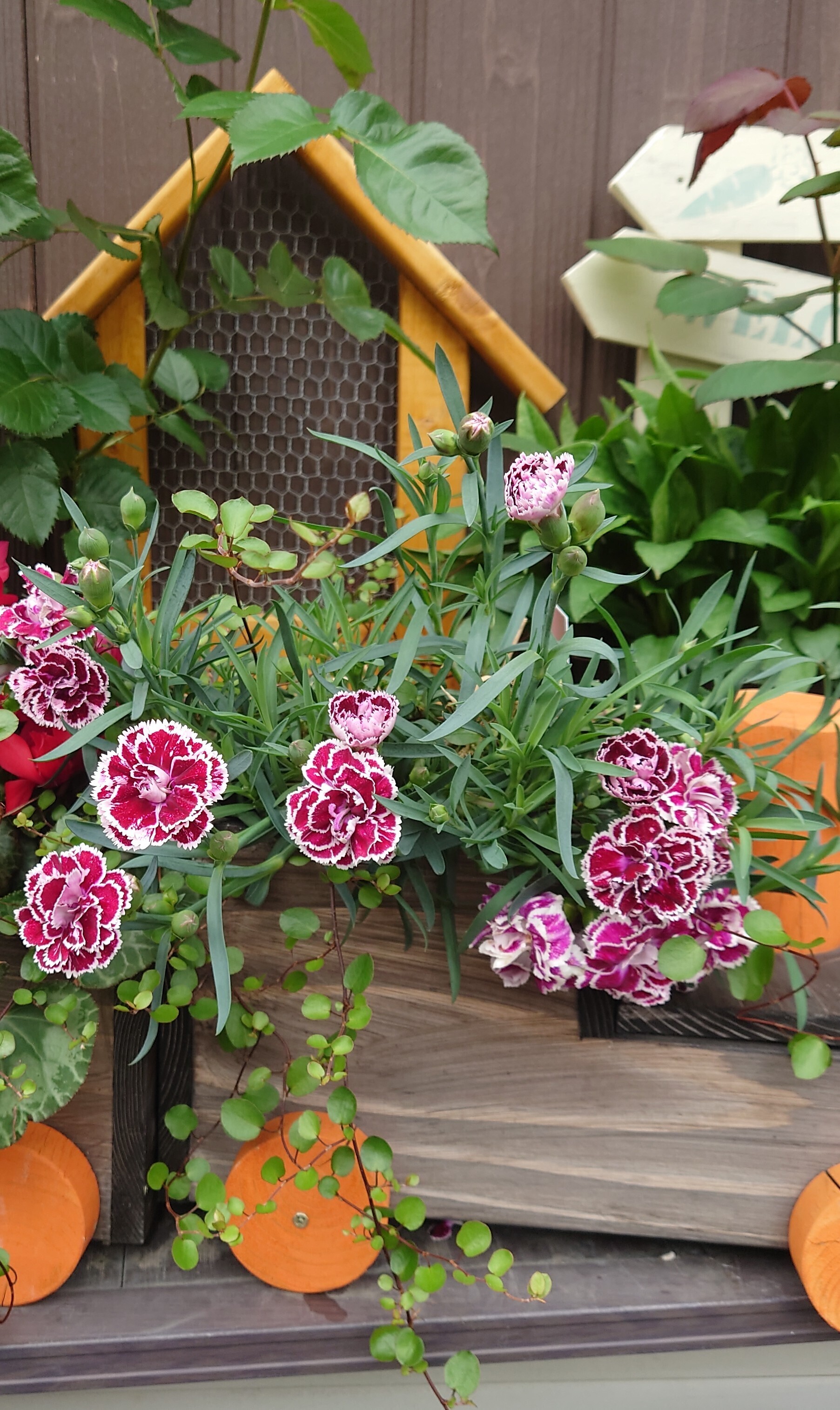 勝手に寄せ植え ワイヤープランツとダイアンサ | CAINZ DIY Square