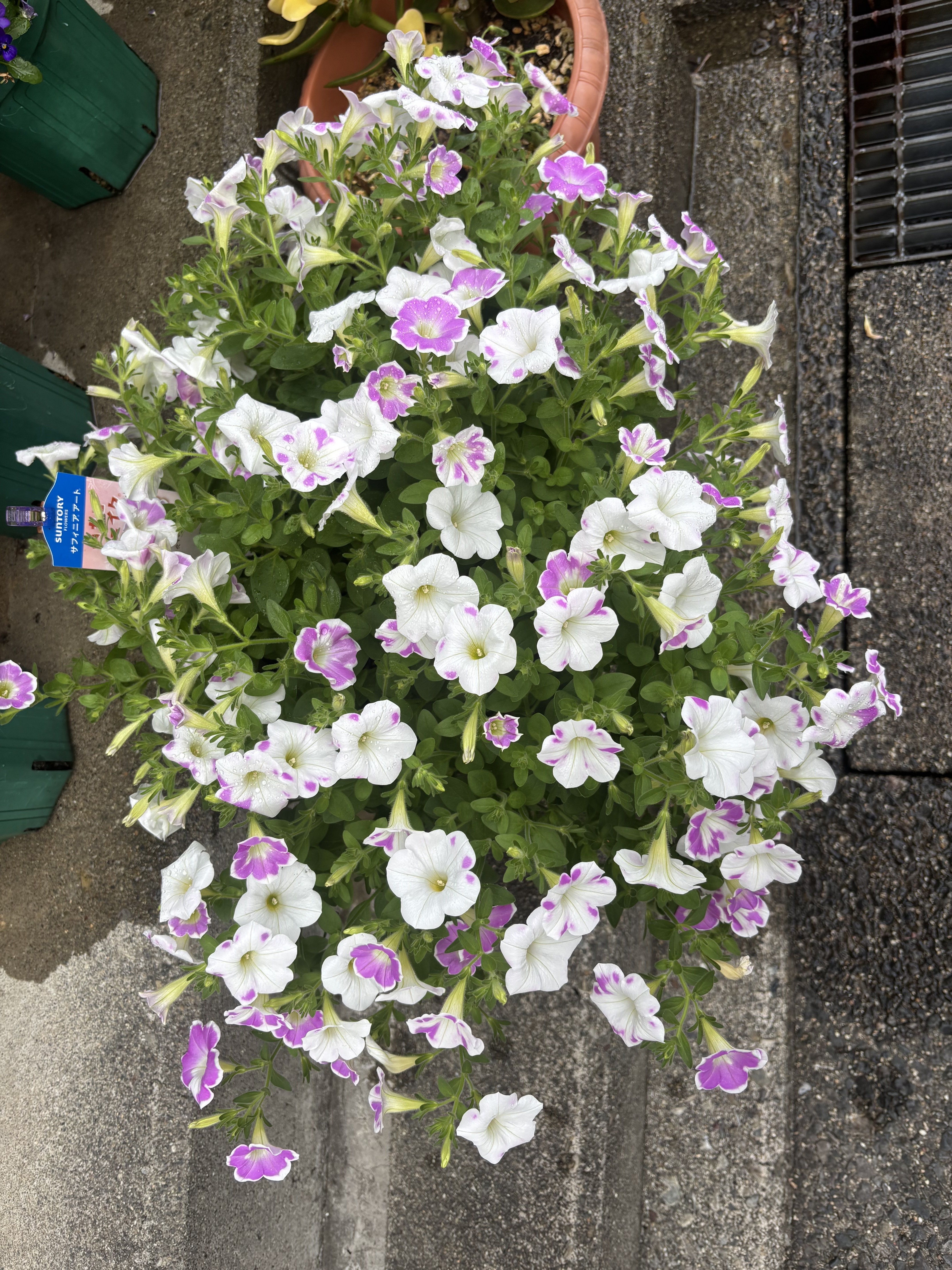 いちごシェイクの花の色が白くなった | SUNSUNガーデン
