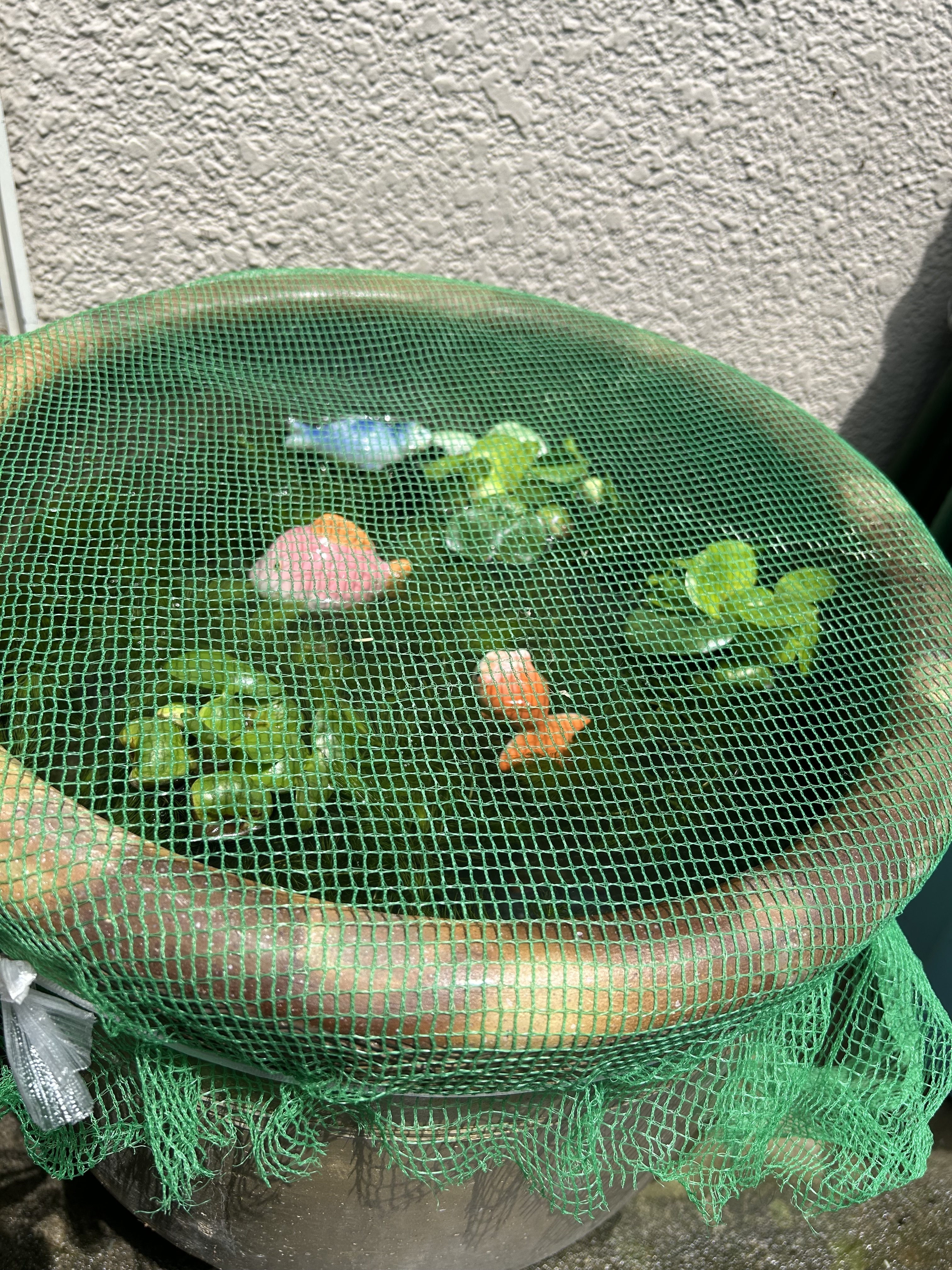 メダカ14匹