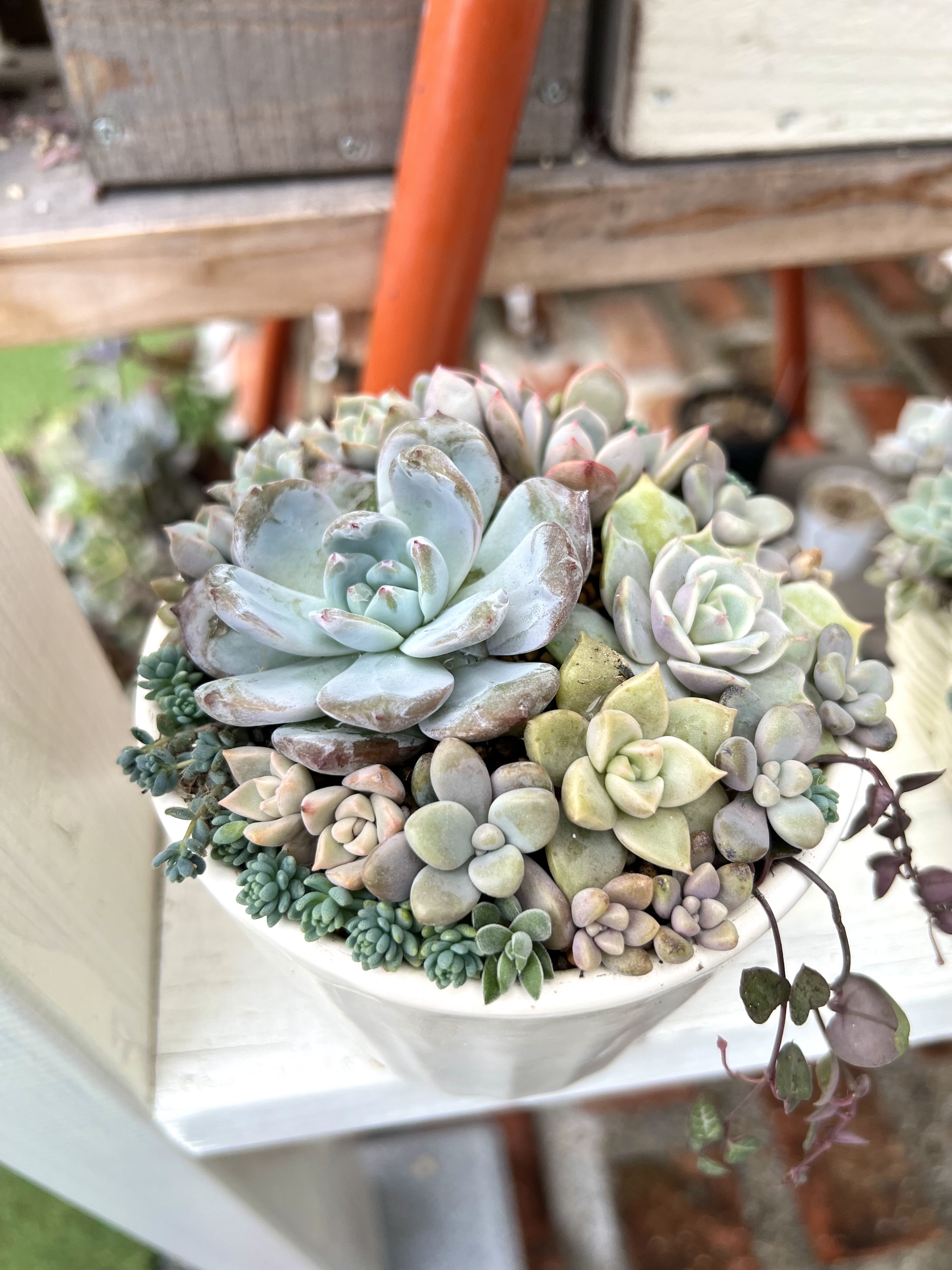 アンティーク寄せ植え | CAINZ DIY Square