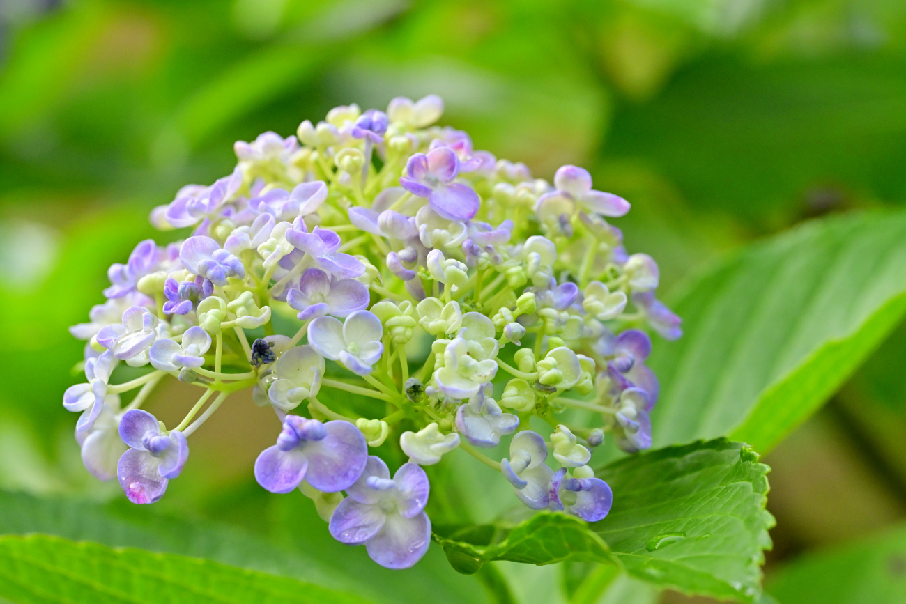 珍しい？ 紫陽花2種 | PHOTO HUB by nikkor club