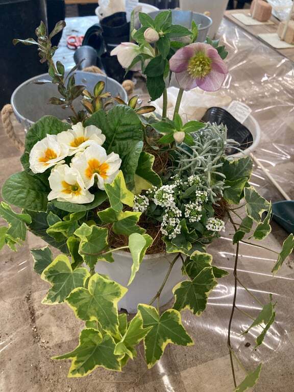 シャビーナチュラルなクリスマスローズ寄せ植え シャビーナチュラルなクリスマスローズ寄せ植え クリスマスローズの