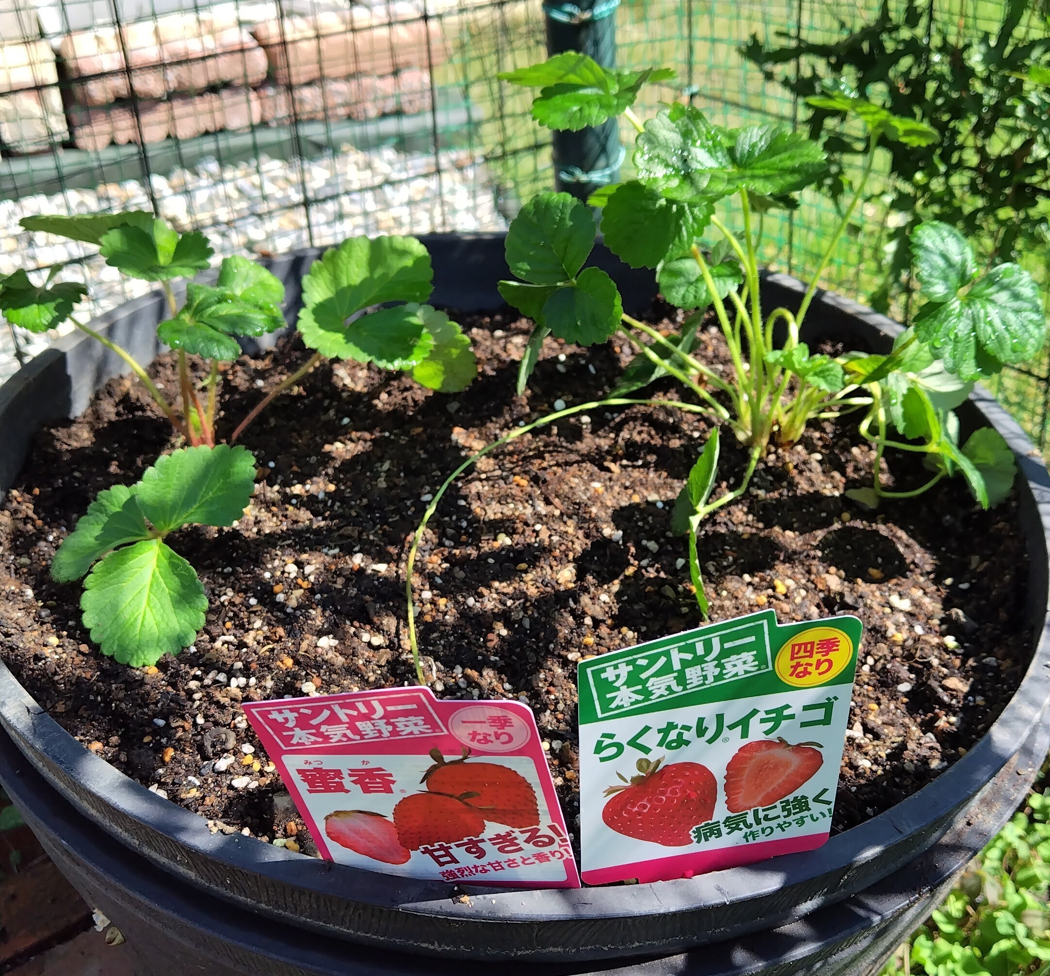 イチゴの植え付け | SUNSUNガーデン