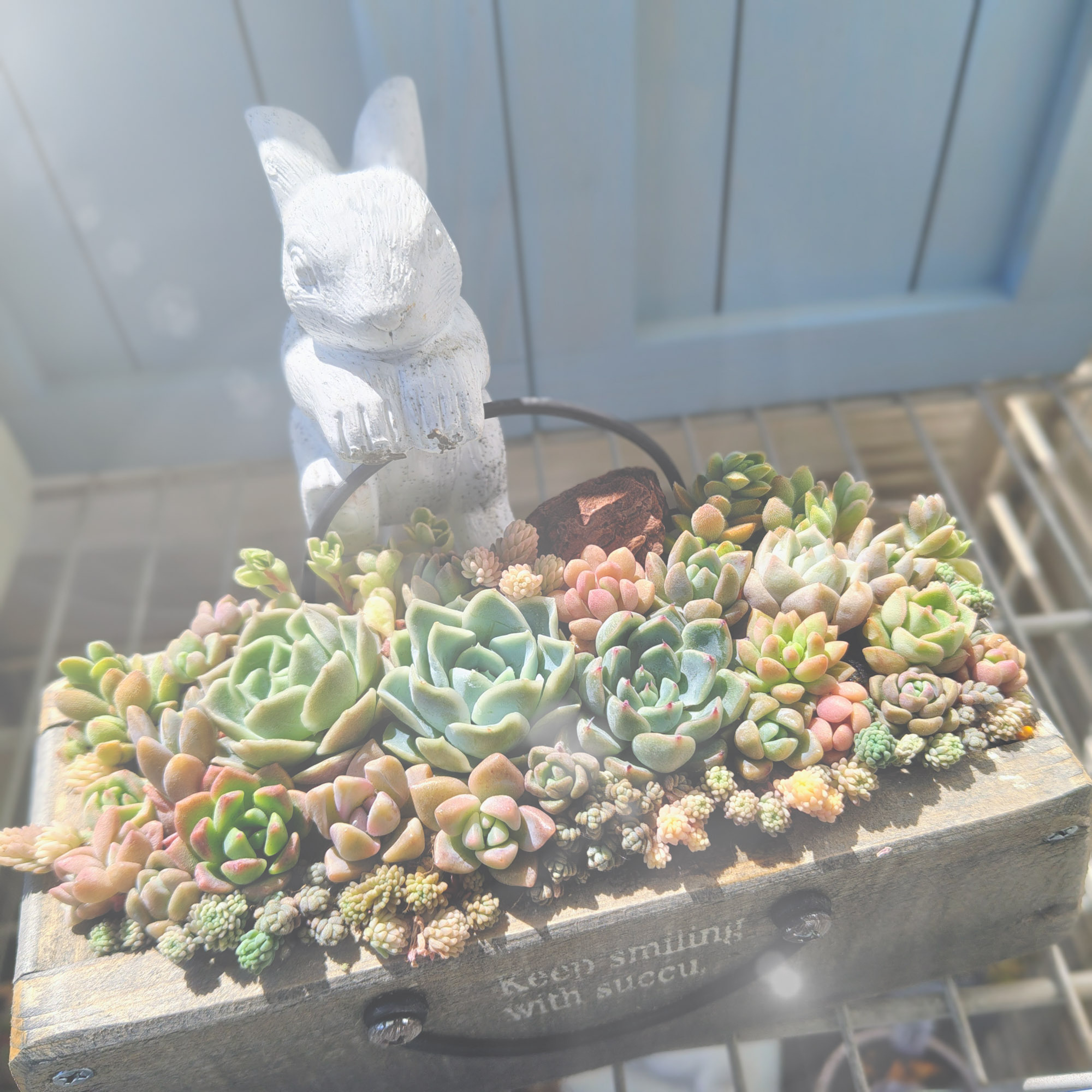 確認用　リメバッグの多肉寄せ植え スリムバッグ型の鉢に寄せ植え👜 | CAINZ DIY Square