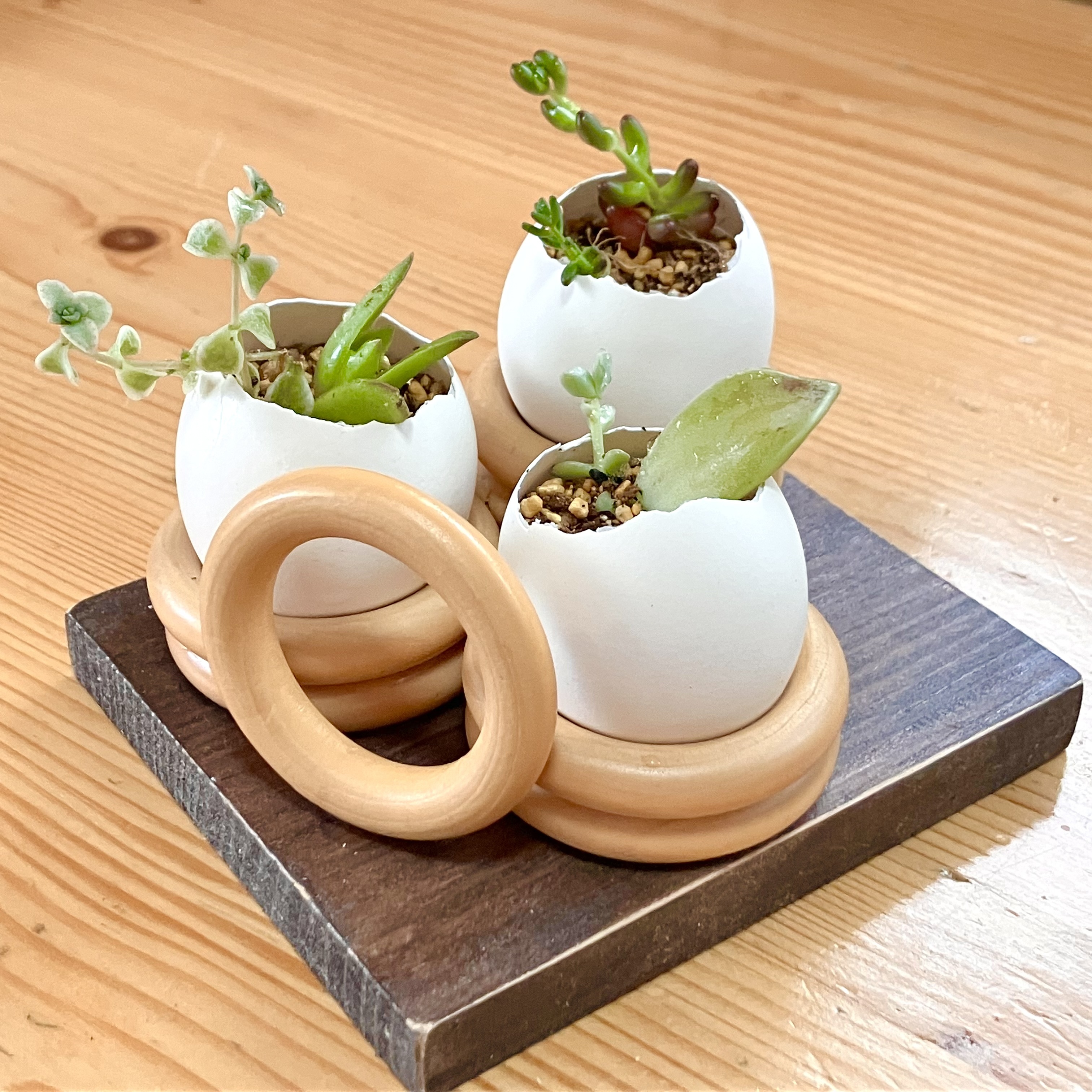 多肉の寄せ植えが入った卵の殻立て🌱 | CAINZ DIY Square