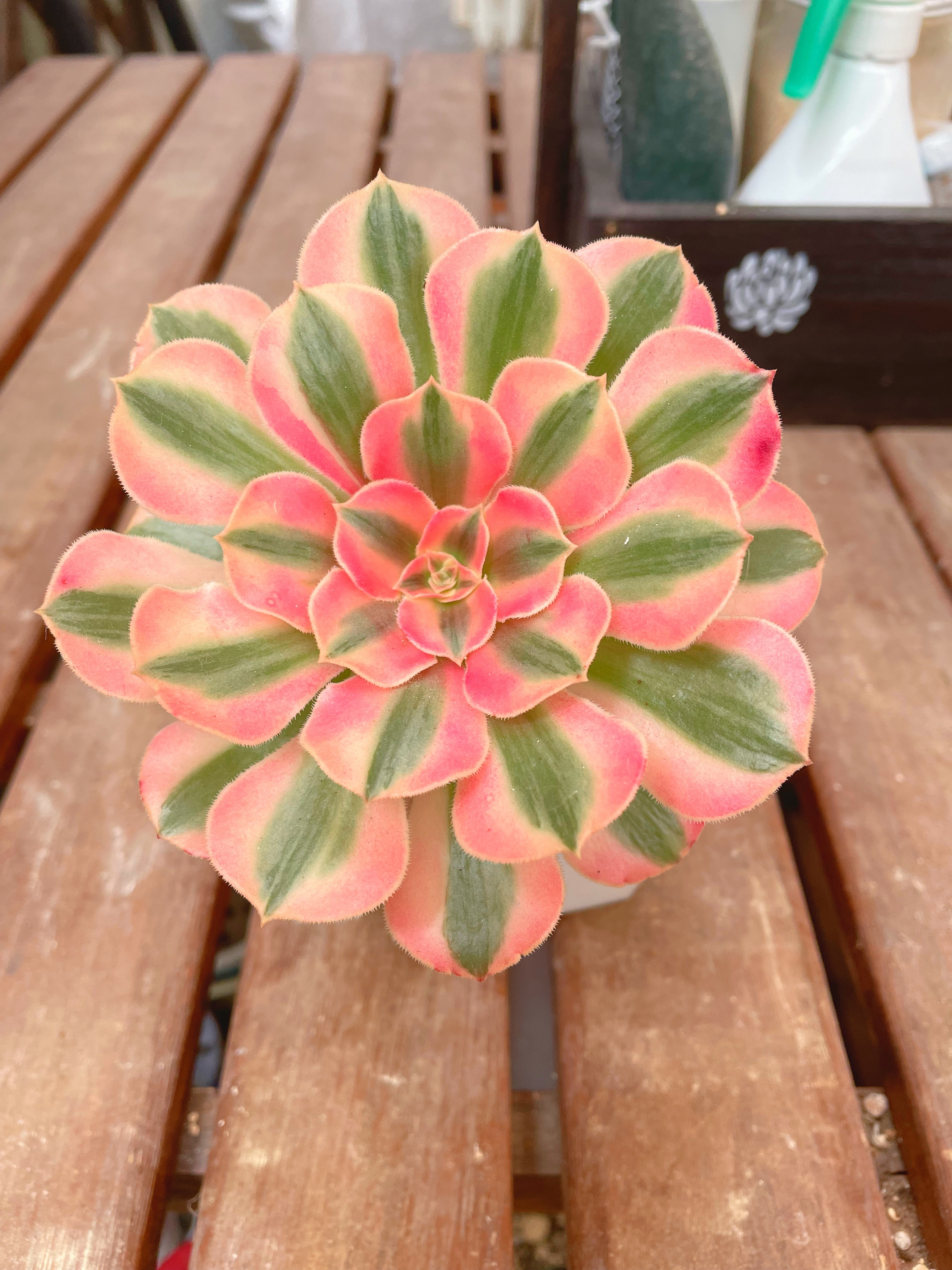 大好きなアエオニウム ピンクウィッチ❤️ | CAINZ DIY Square